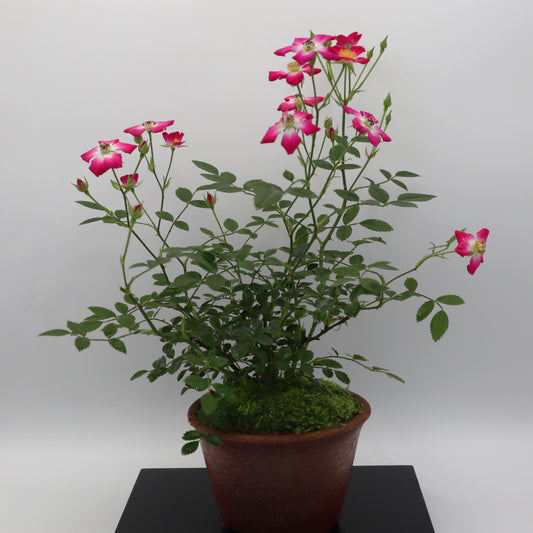 四方の春-萬古焼・赤吹