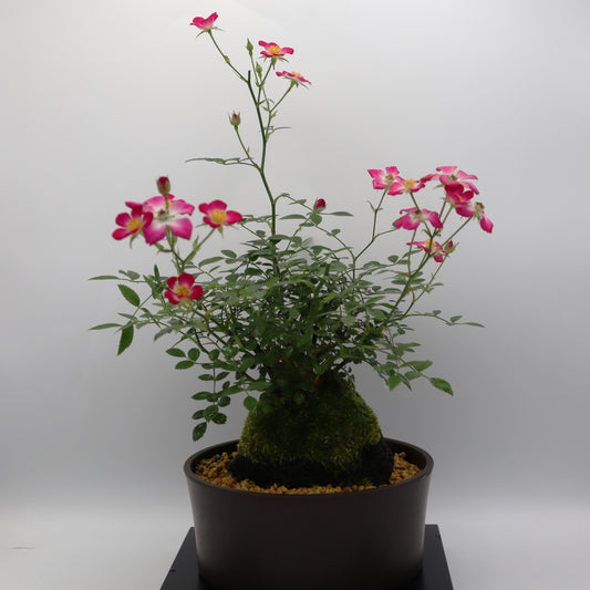 四方の春-浅鉢・溶岩(黒)