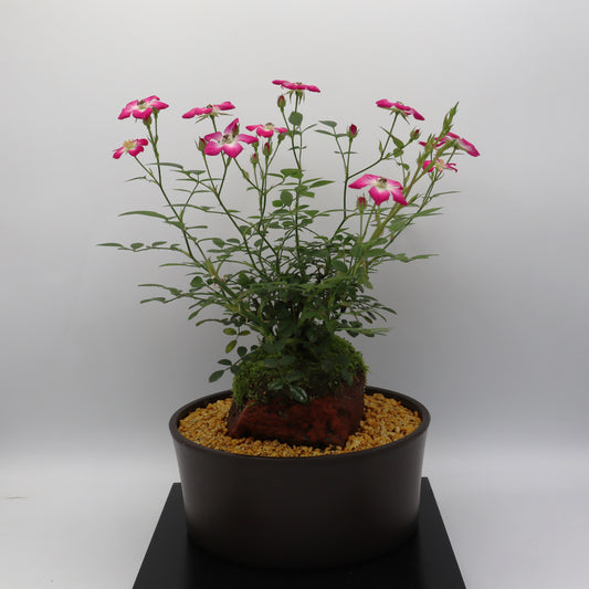 四方の春-浅鉢・溶岩(赤)