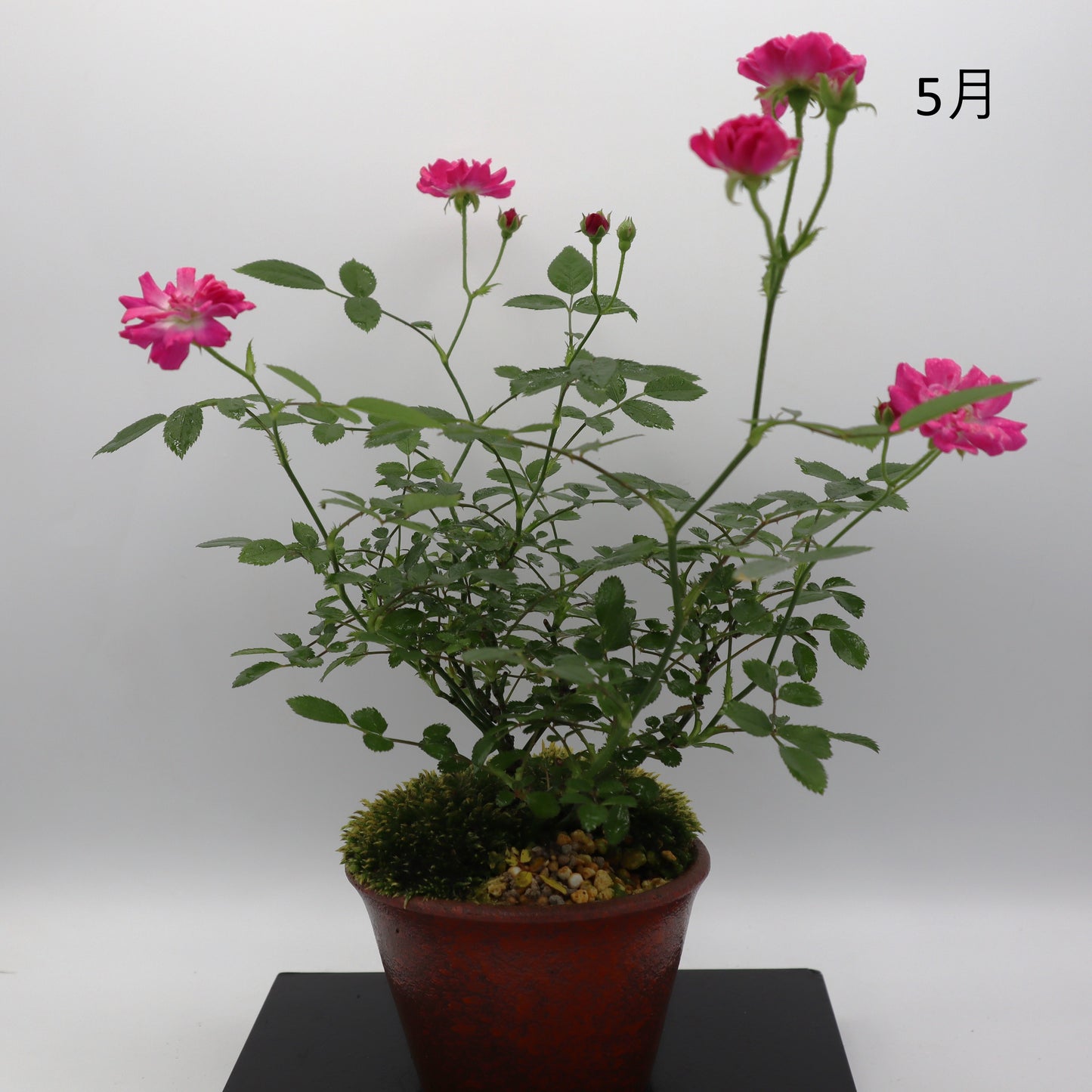 紅雀-萬古焼・釉吹