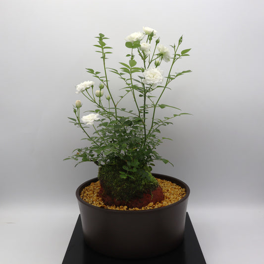 スノー・ドロップ-浅鉢・溶岩(赤)