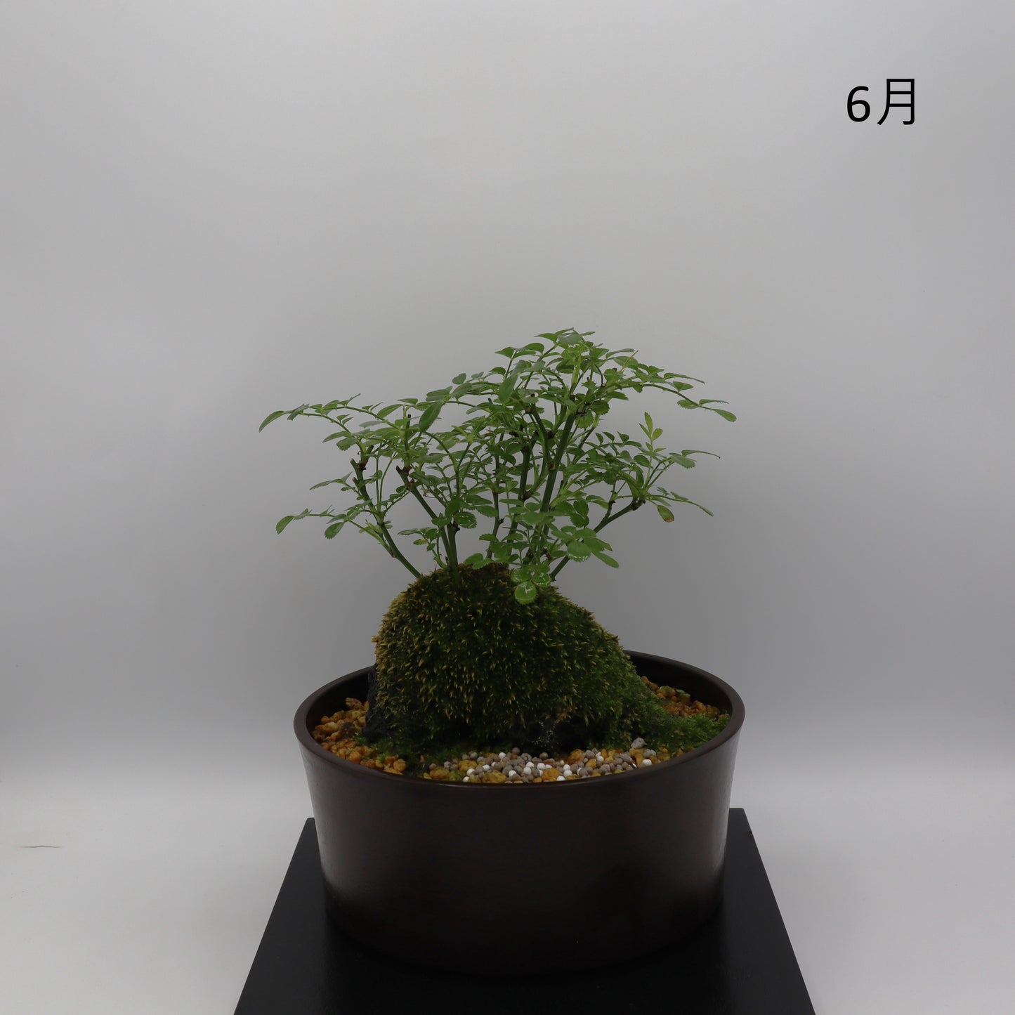 咲耶姫-浅鉢・溶岩(黒)