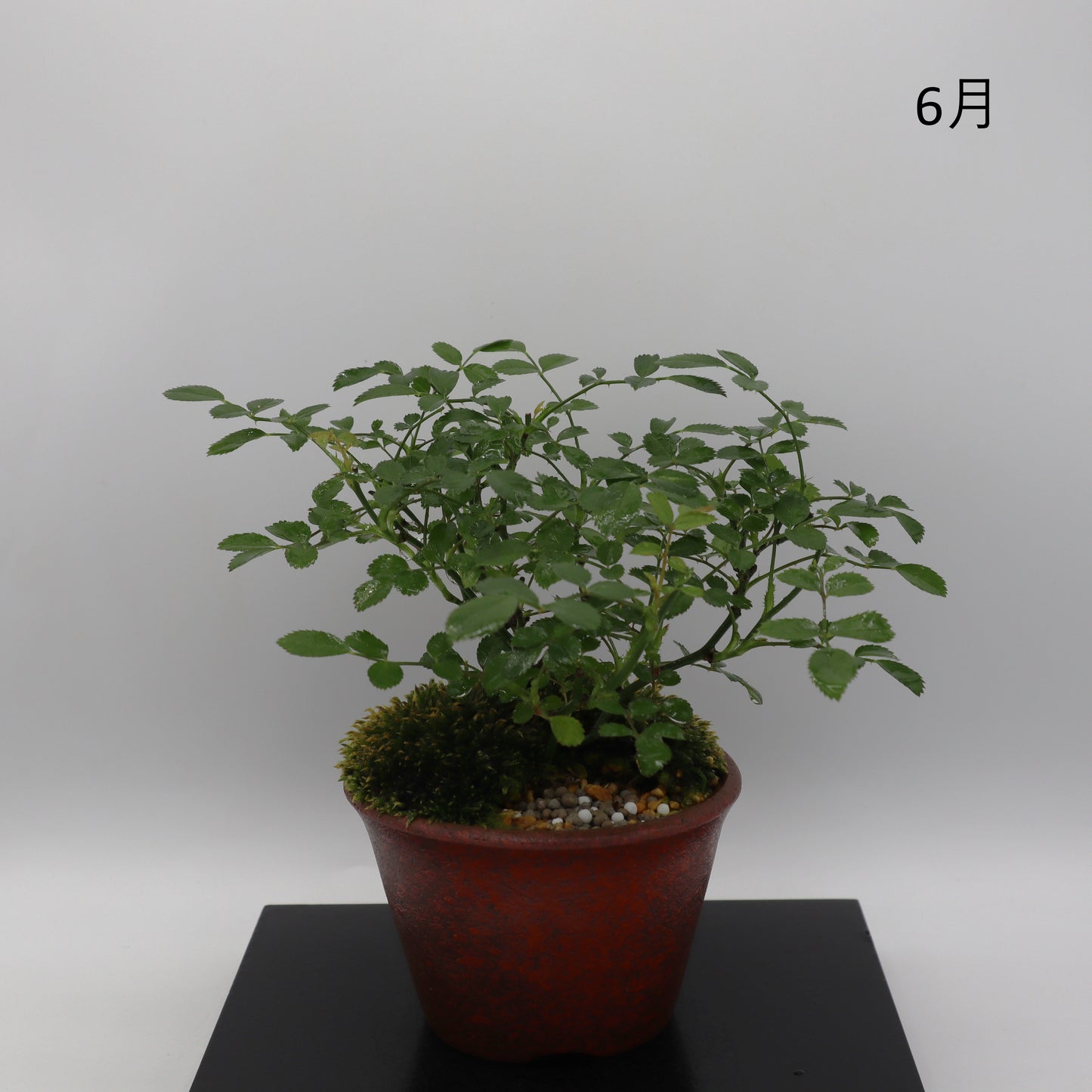 紅雀-萬古焼・釉吹