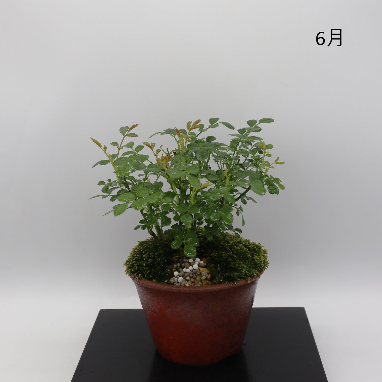 みさき-萬古焼・釉吹
