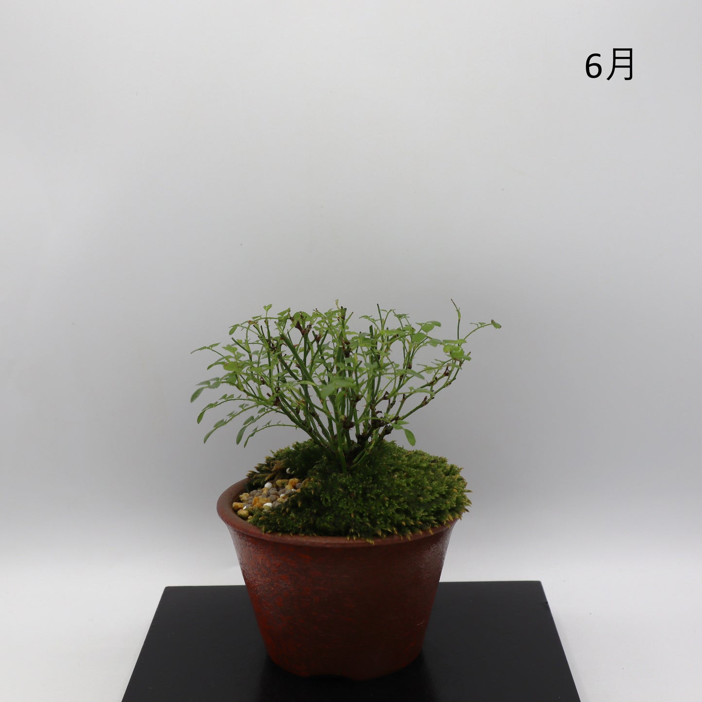 雪姫-萬古焼・釉吹
