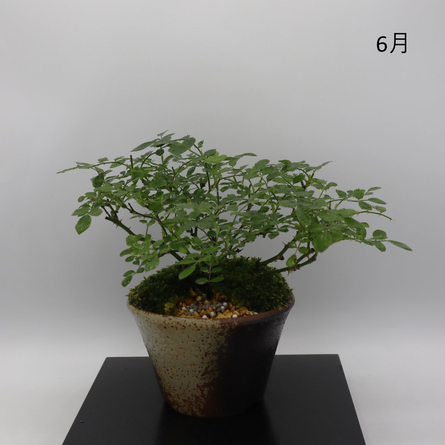 紅一重-萬古焼・赤吹