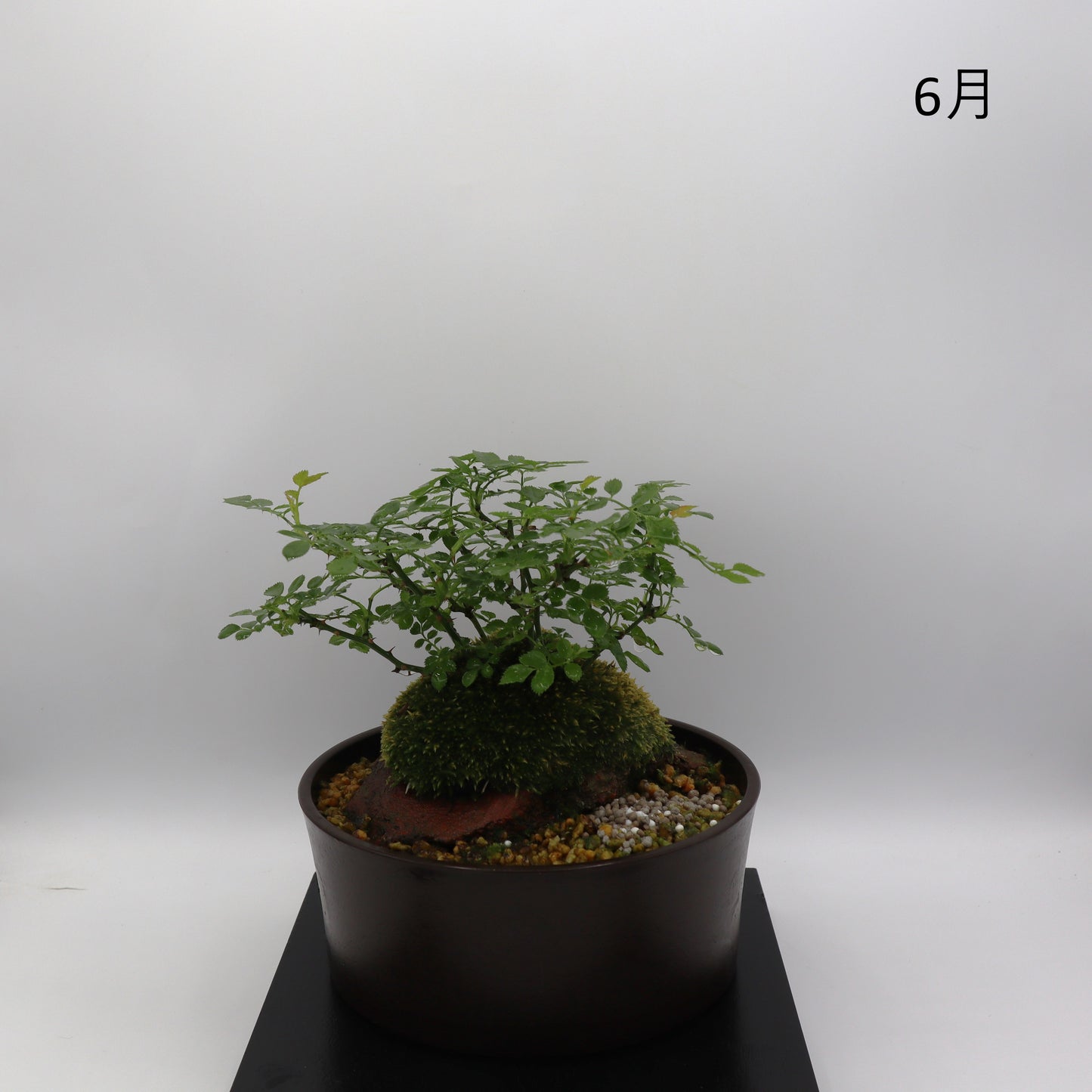 紅一重-浅鉢・溶岩(赤)