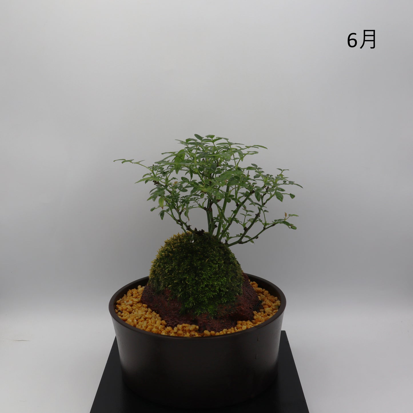 シンデレラ-浅鉢・溶岩(赤)