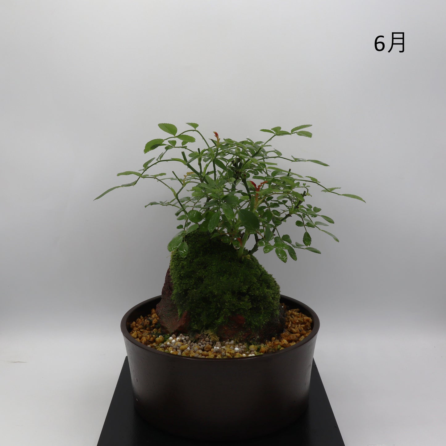 紅雀-浅鉢・溶岩(赤)