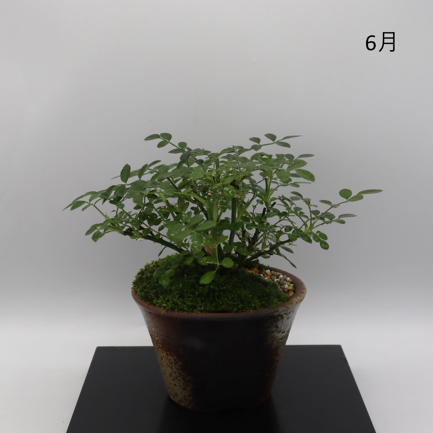 四方の春-萬古焼・赤吹