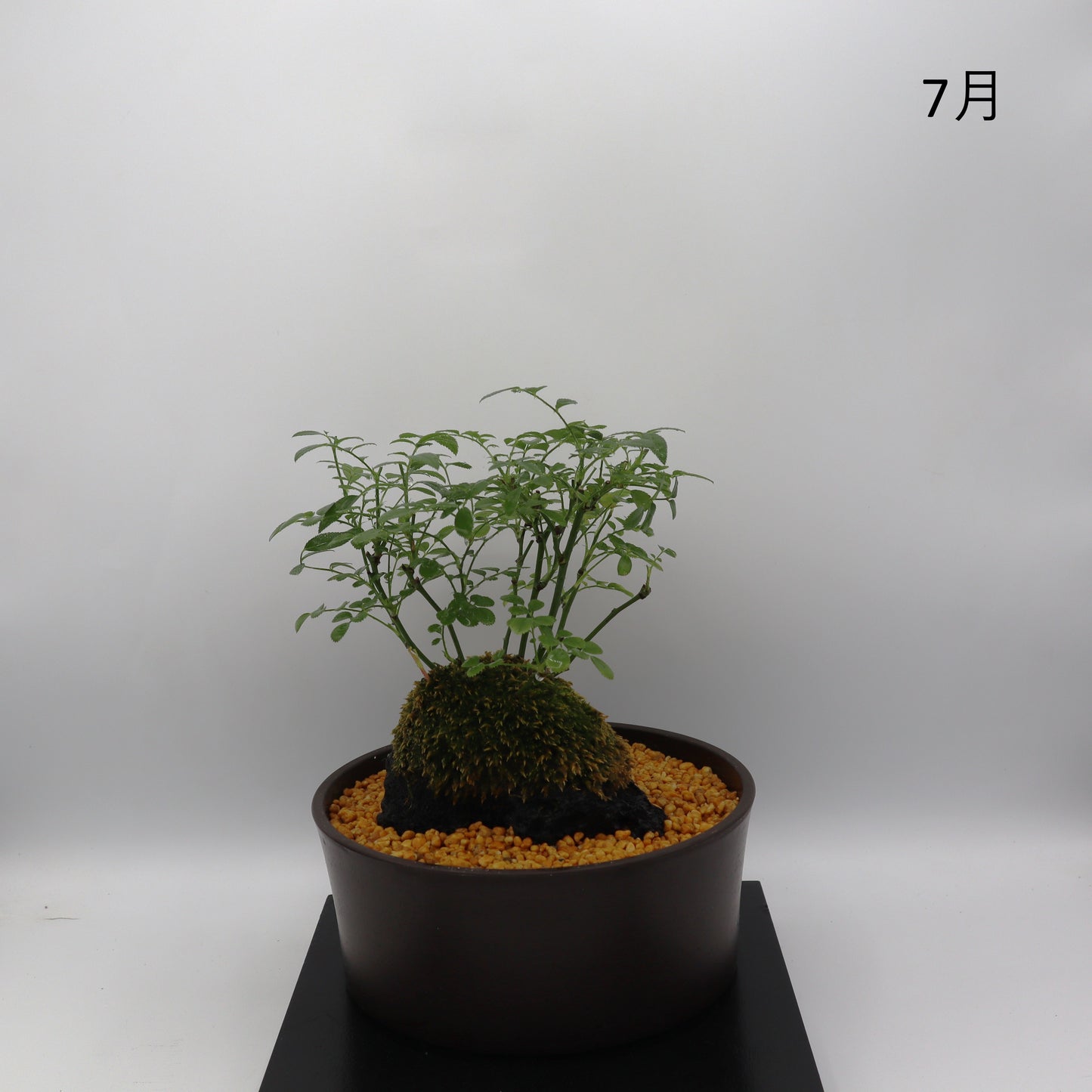咲耶姫-浅鉢・溶岩(黒)