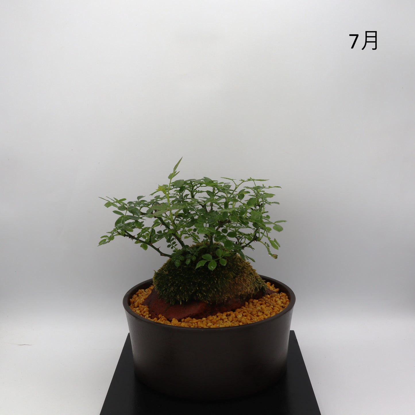 紅一重-浅鉢・溶岩(赤)