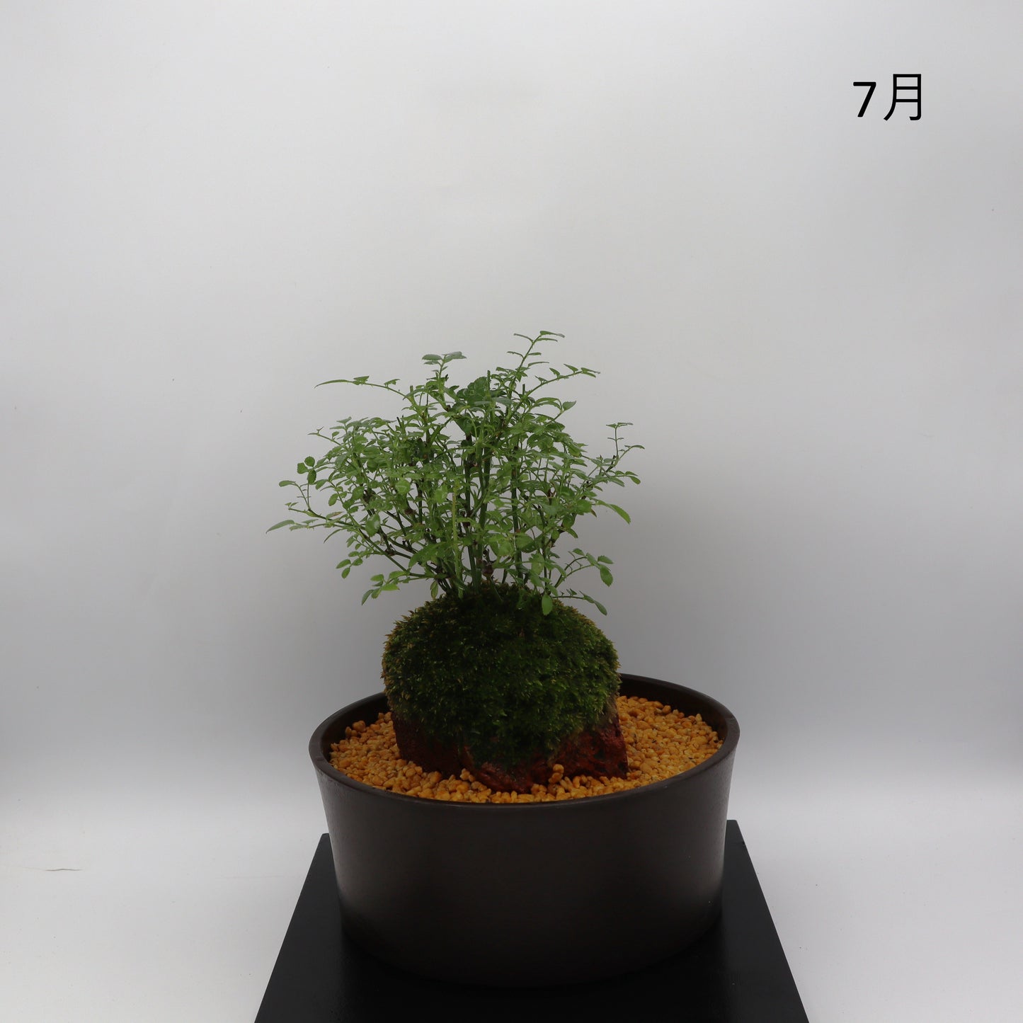 雪姫-浅鉢・溶岩(黒)