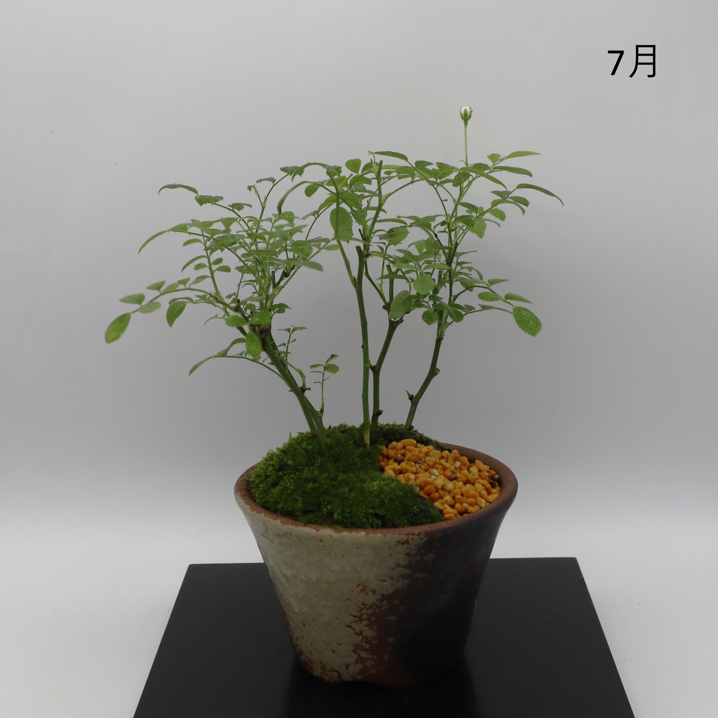咲耶姫-萬古焼・赤吹
