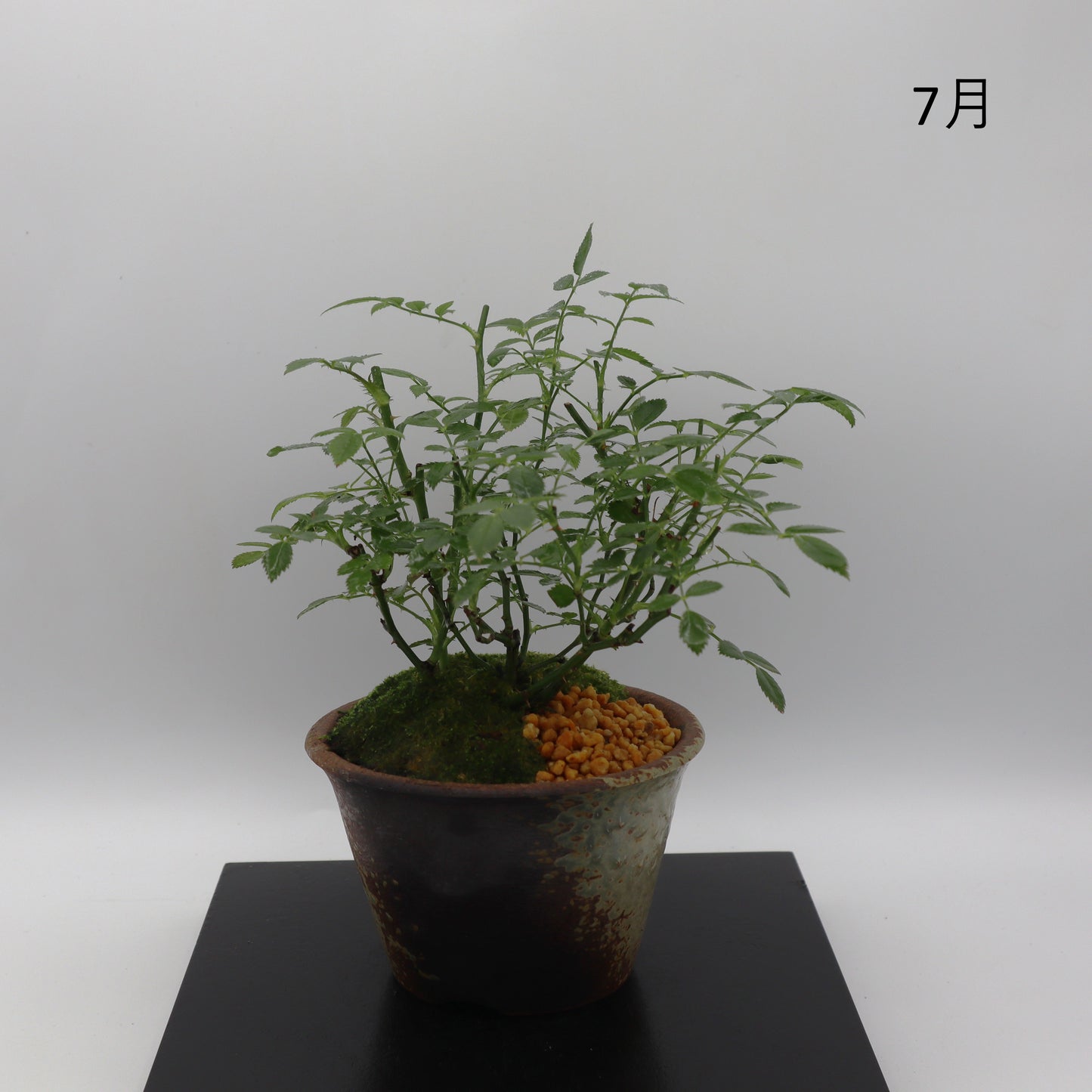 高尾台-萬古焼・赤吹