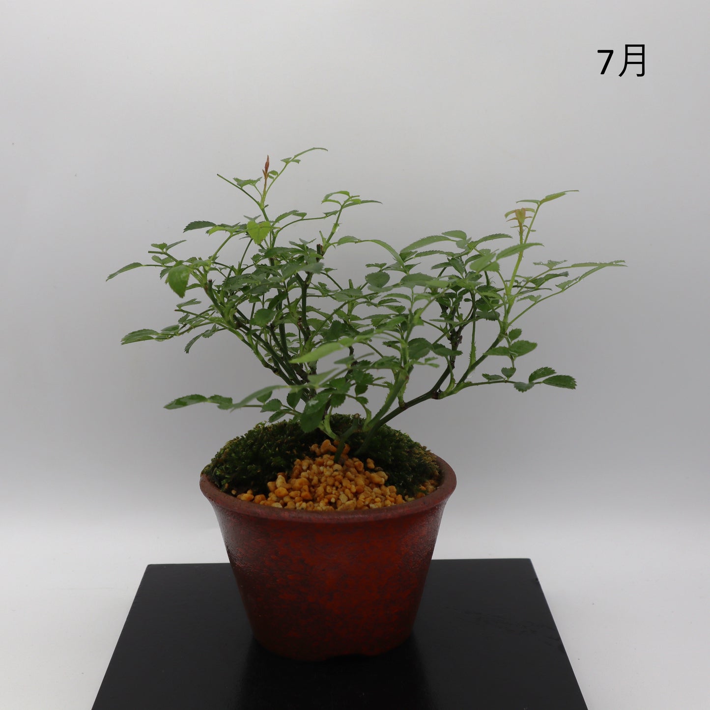 紅雀-萬古焼・釉吹