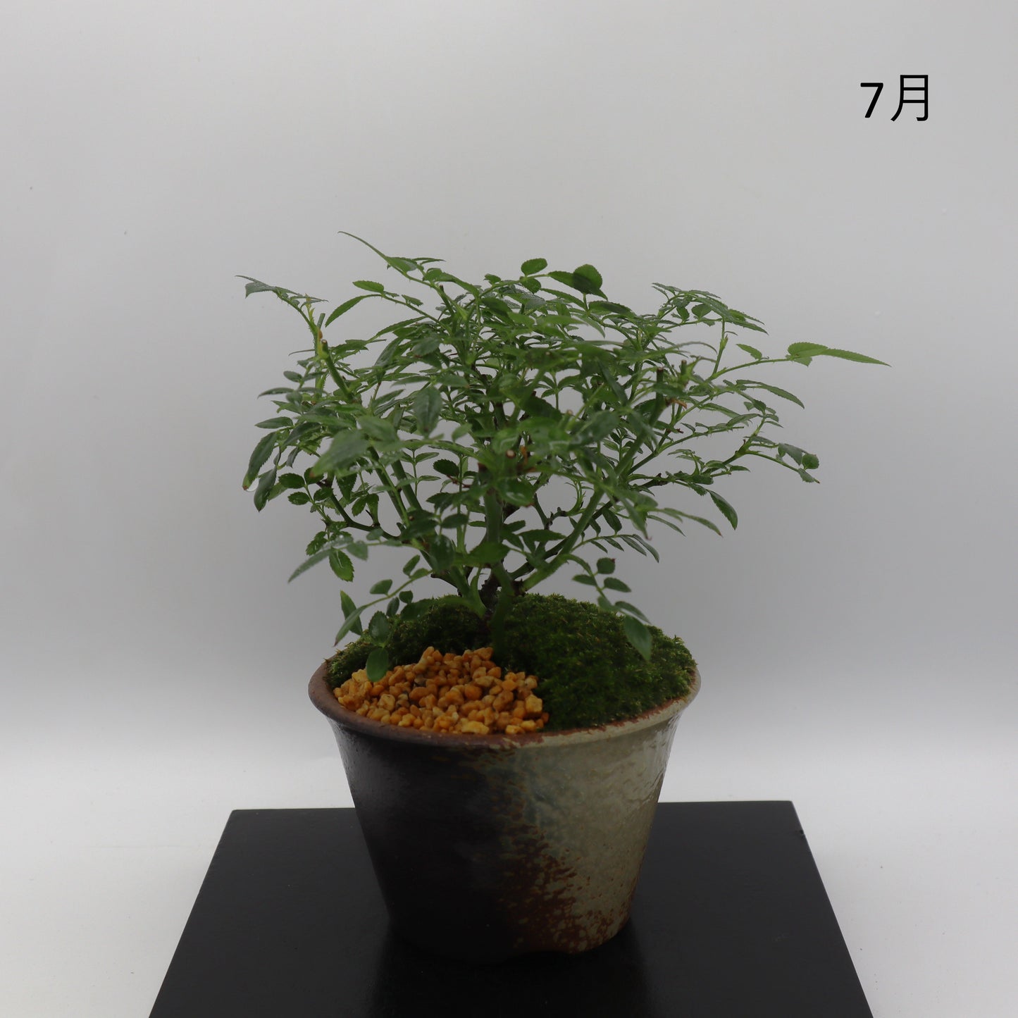 シンデレラ-萬古焼・赤吹