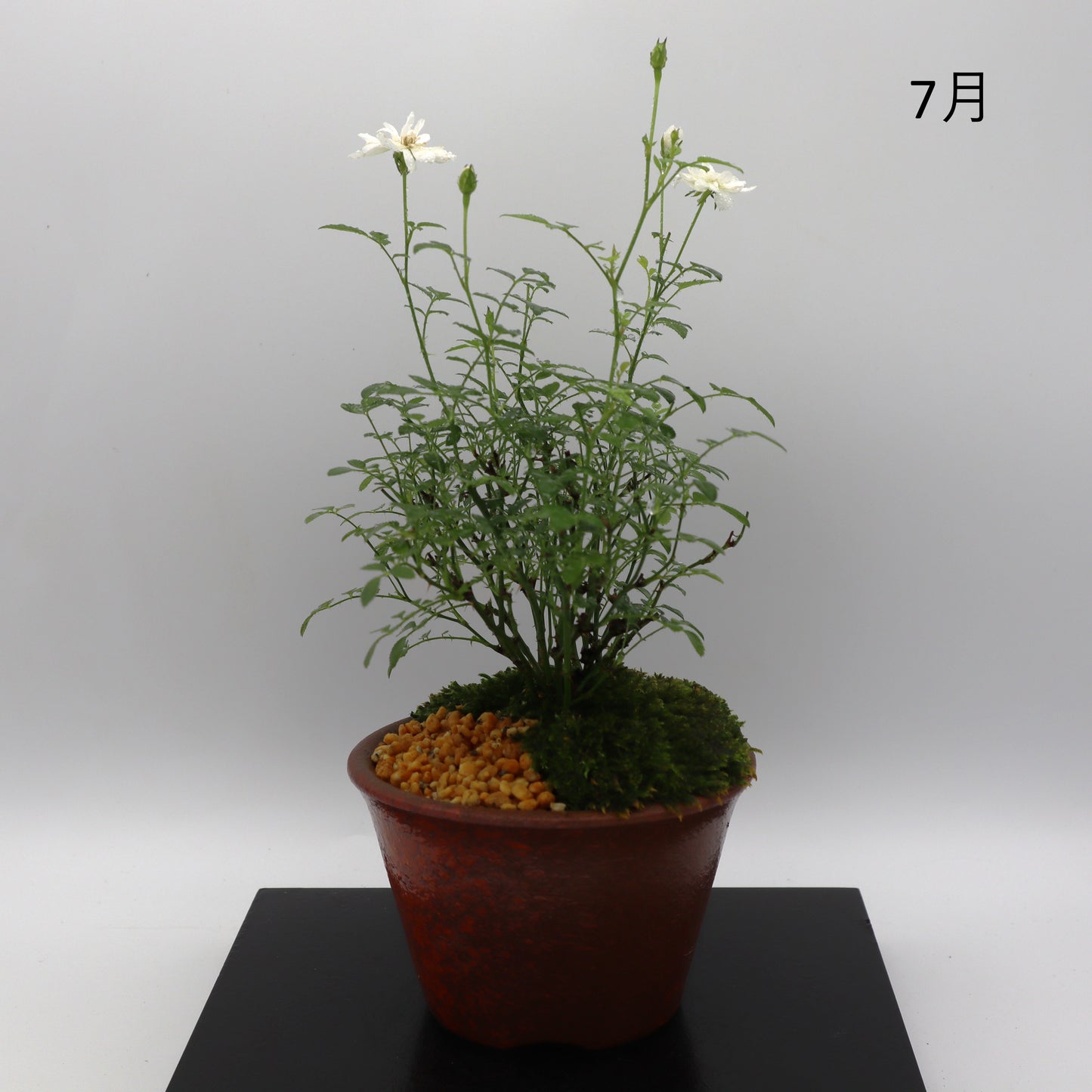 雪姫-萬古焼・釉吹