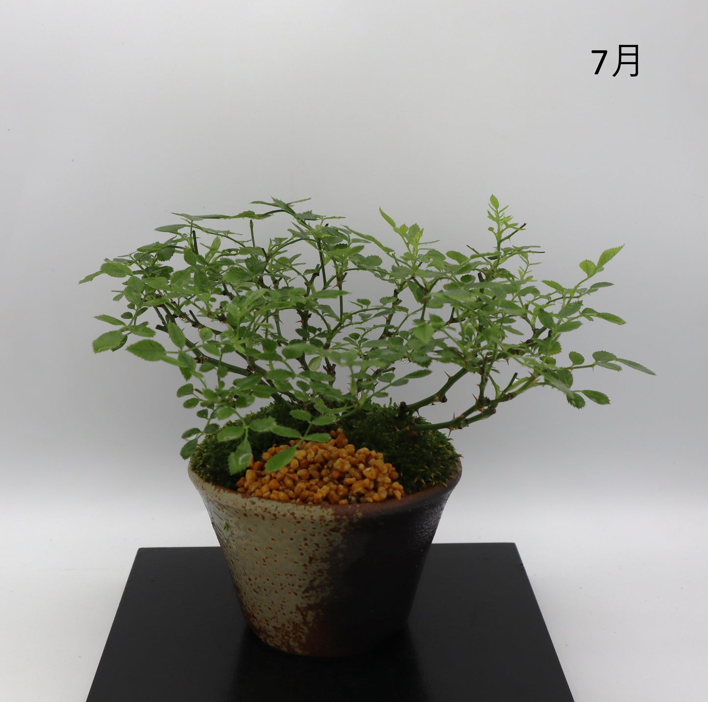 紅一重-萬古焼・赤吹