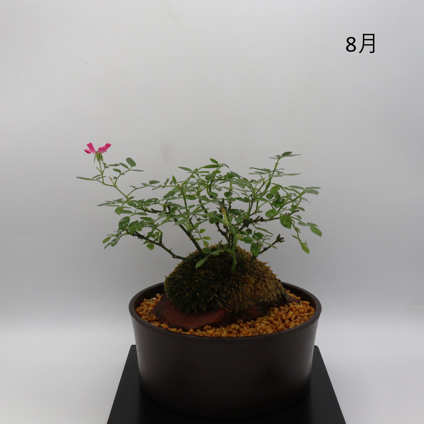 紅一重-浅鉢・溶岩(赤)