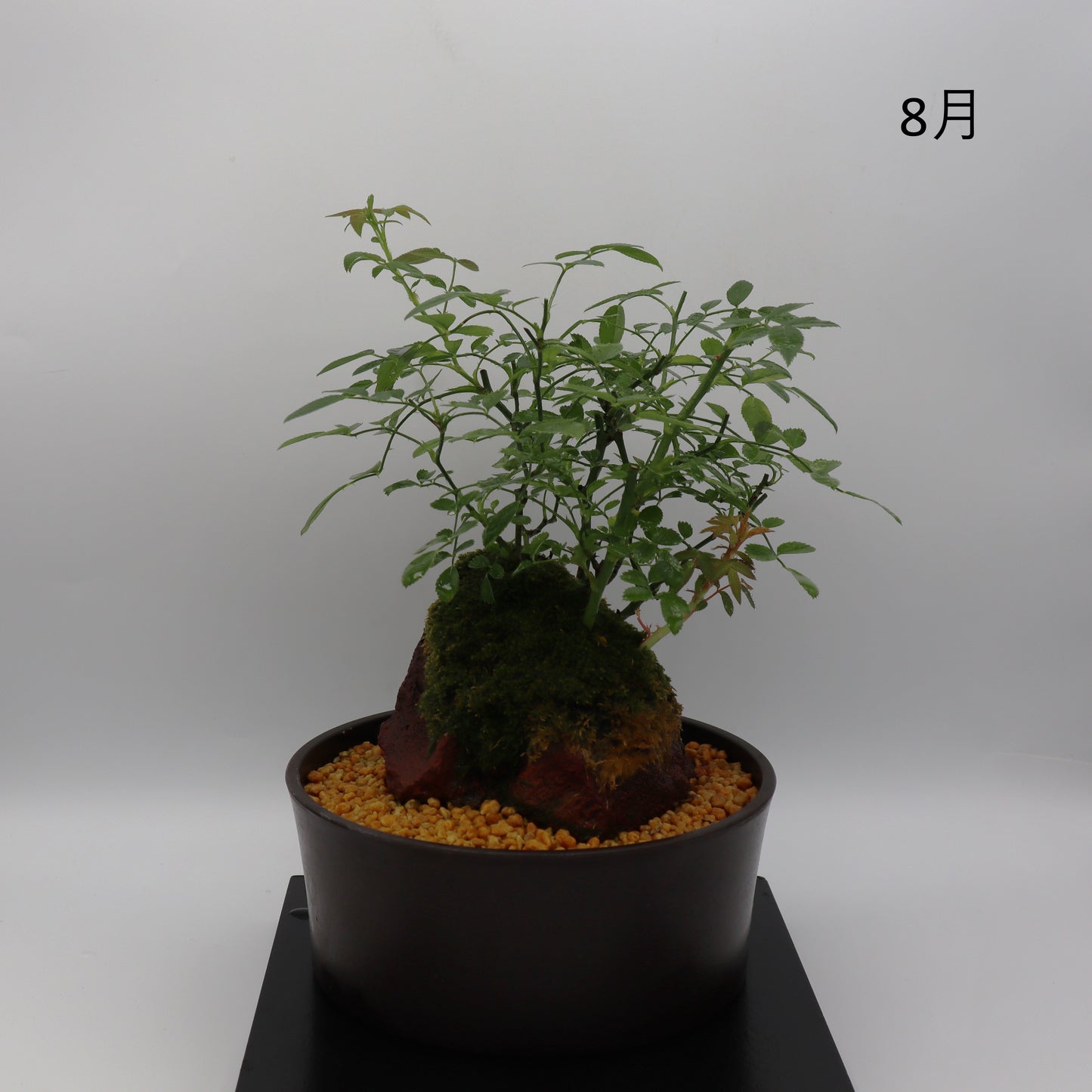 紅雀-浅鉢・溶岩(赤)