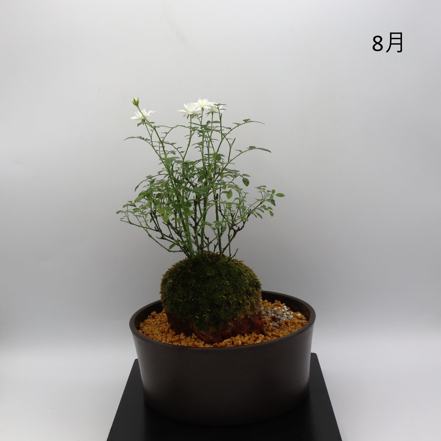 雪姫-浅鉢・溶岩(黒)