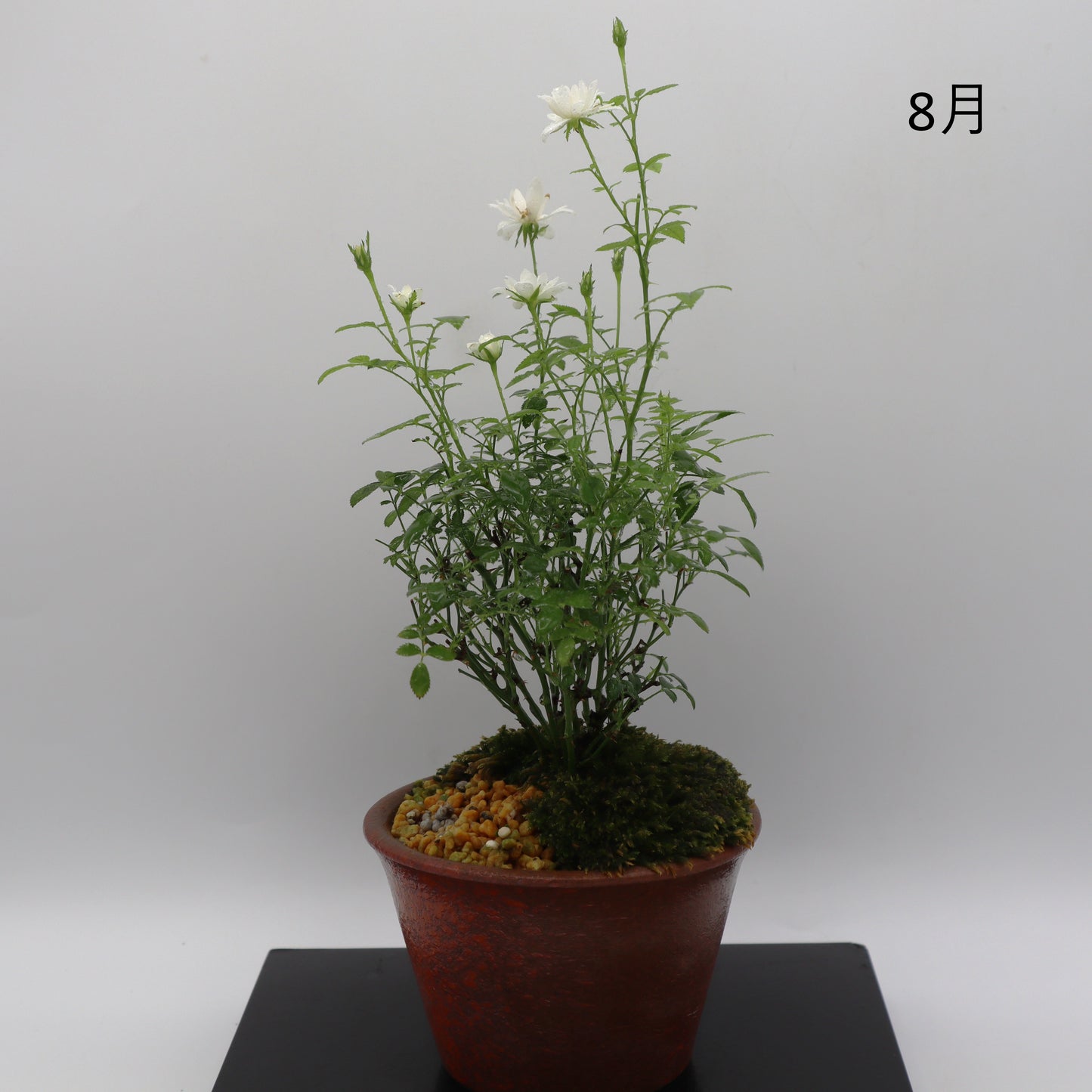 雪姫-萬古焼・釉吹