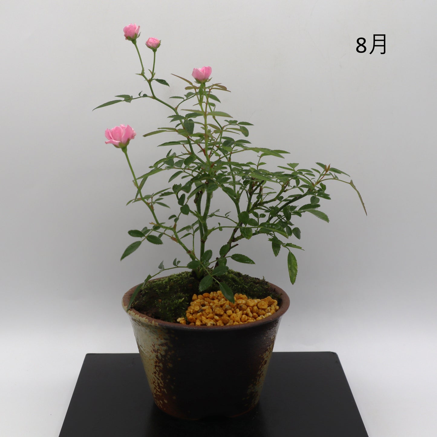 紅雀-萬古焼・釉吹