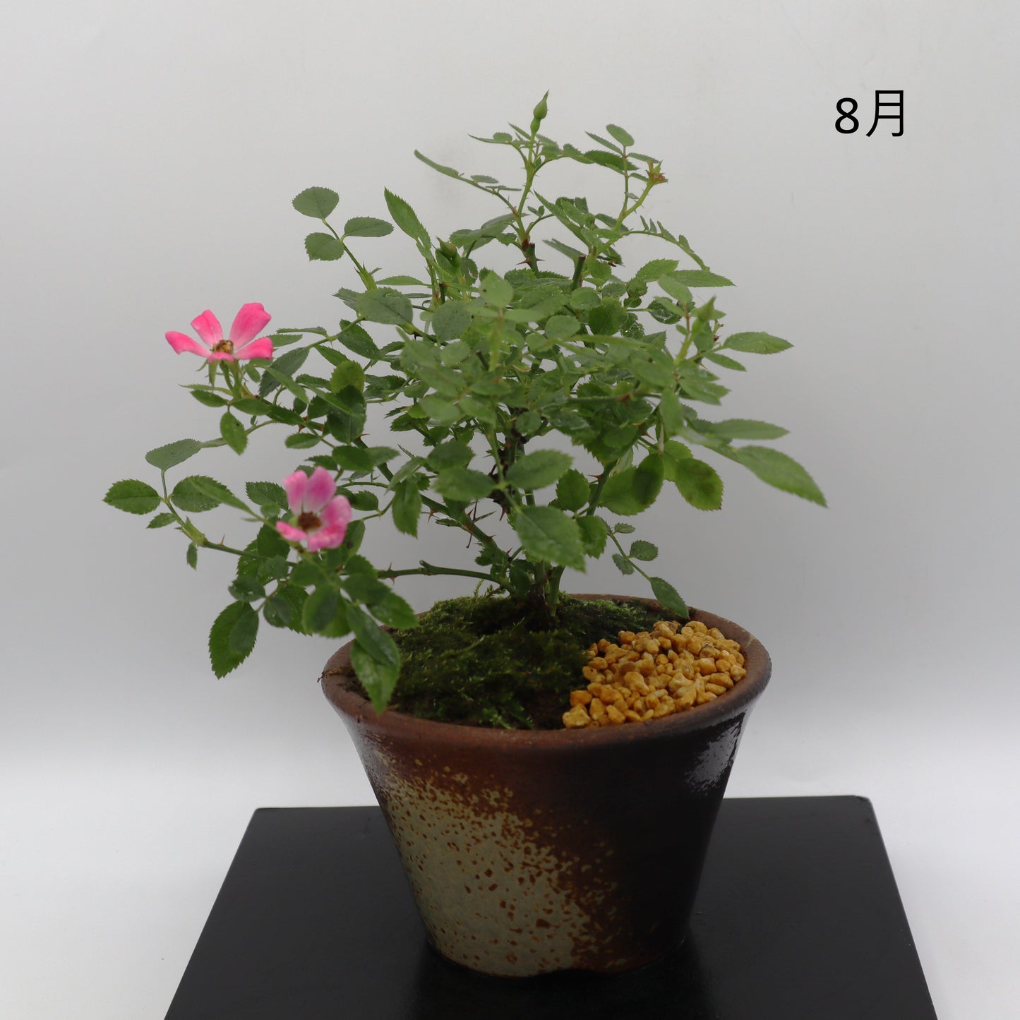 紅一重-萬古焼・赤吹