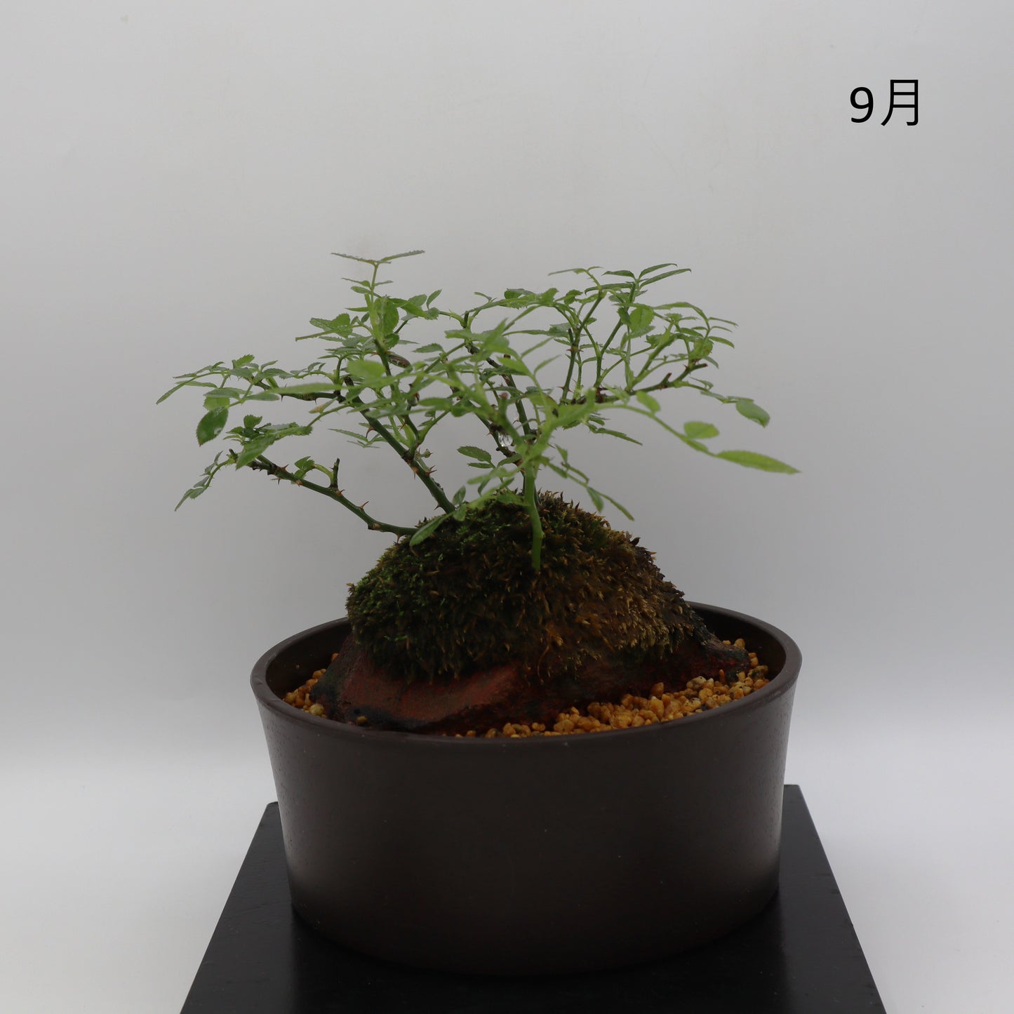 紅一重-浅鉢・溶岩(黒)