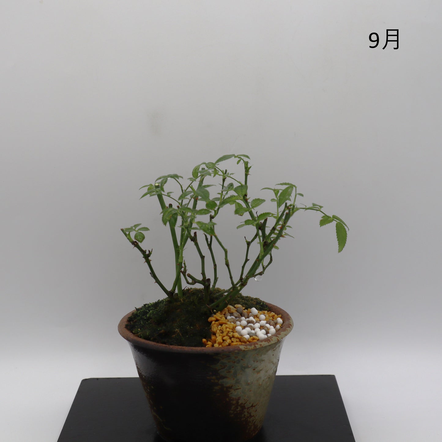 高尾台-萬古焼・赤吹