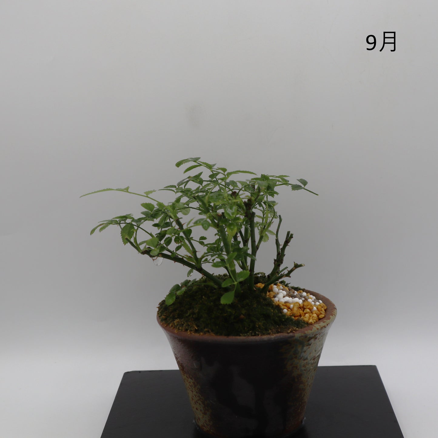 四方の春-萬古焼・釉吹