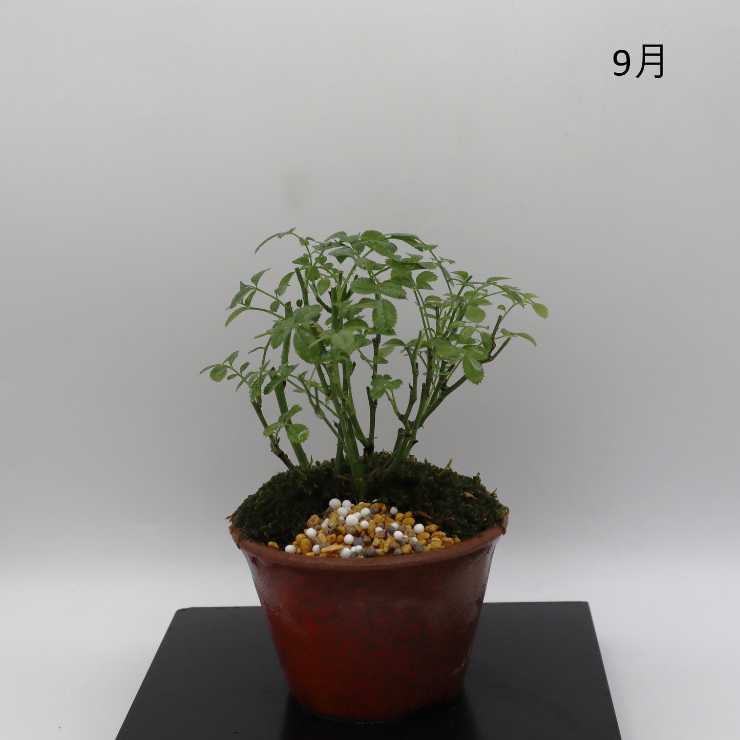 みさき-萬古焼・釉吹