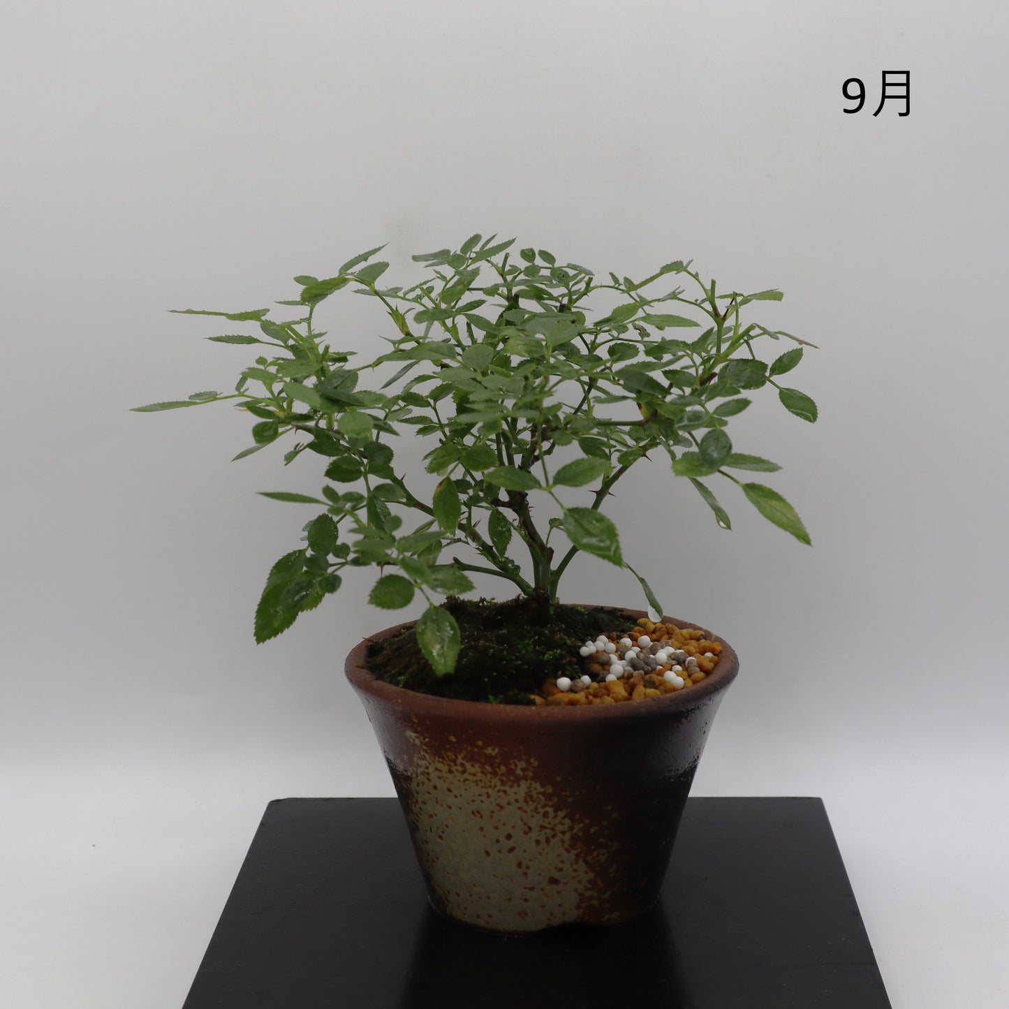紅一重-萬古焼・釉吹
