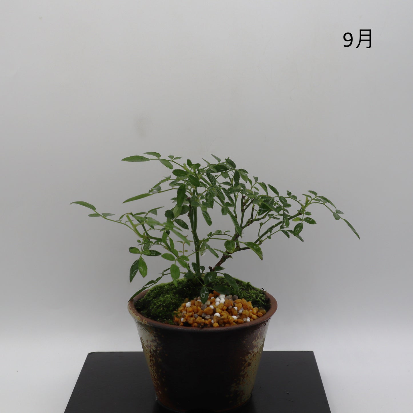 紅雀-萬古焼・釉吹
