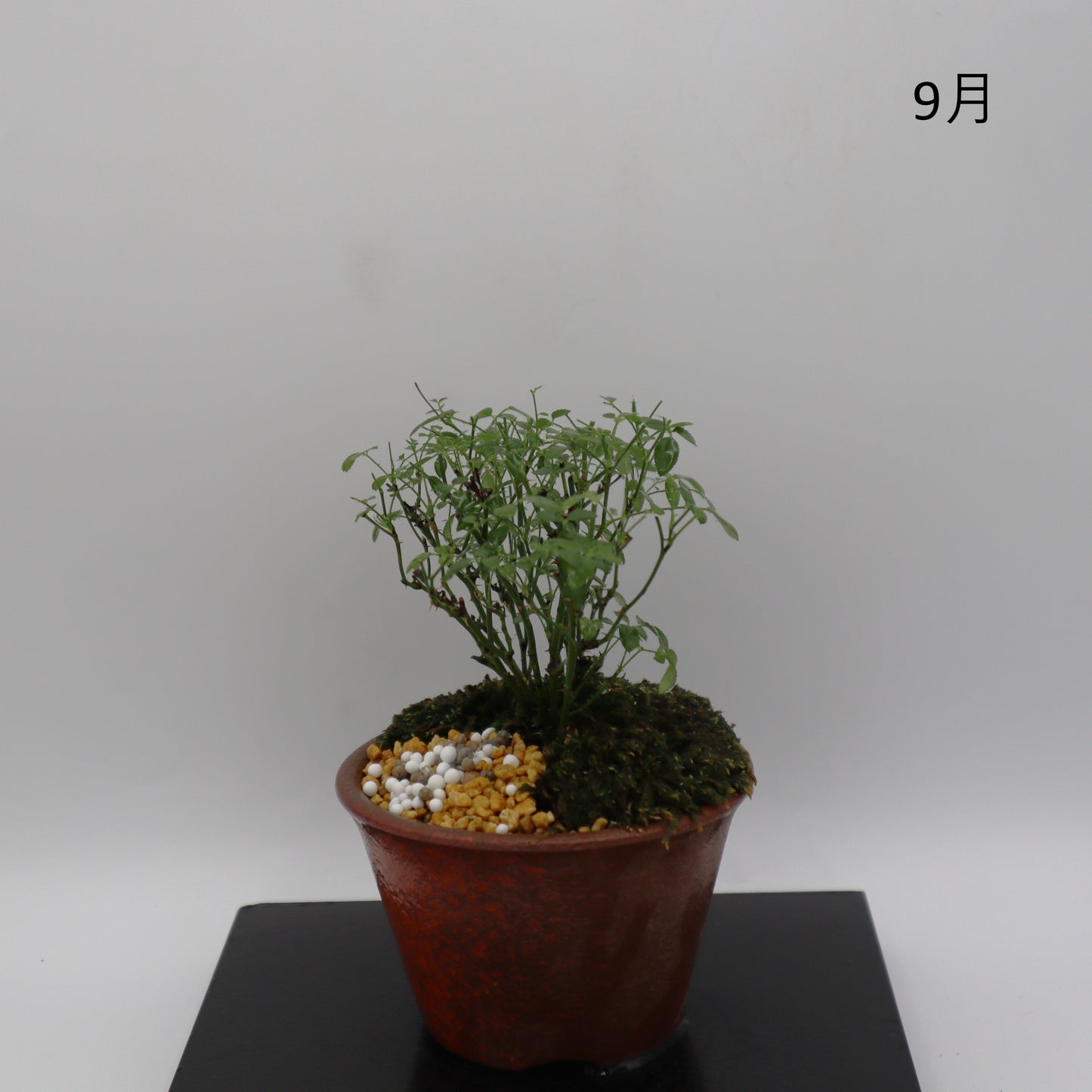 雪姫-萬古焼・赤吹