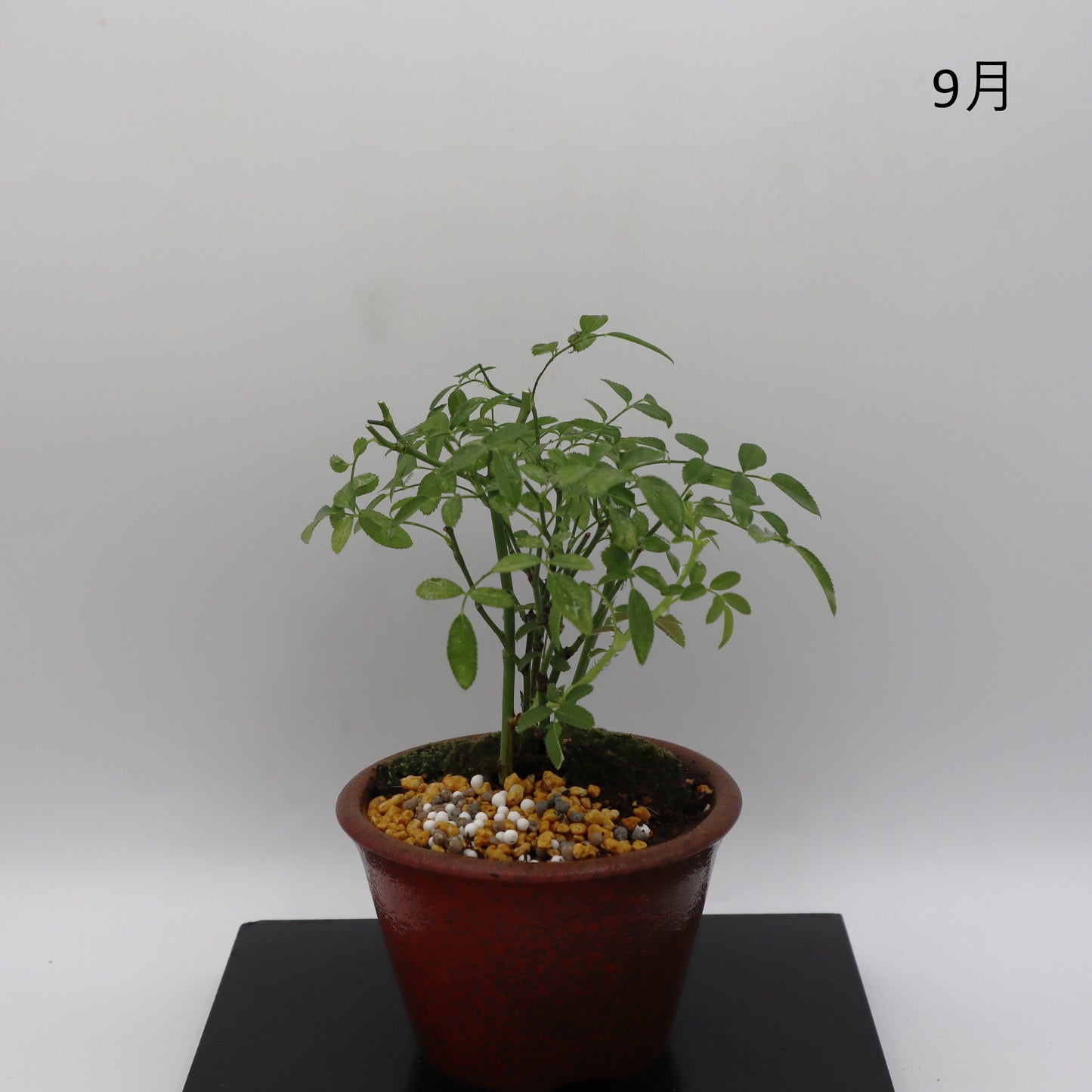 咲耶姫-萬古焼・釉吹