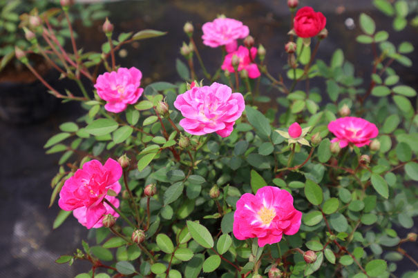 盆栽 薔薇 雅薔薇 樹高 約10cm ばら Rosa バラ 雅 バラ科 落葉樹 観賞用