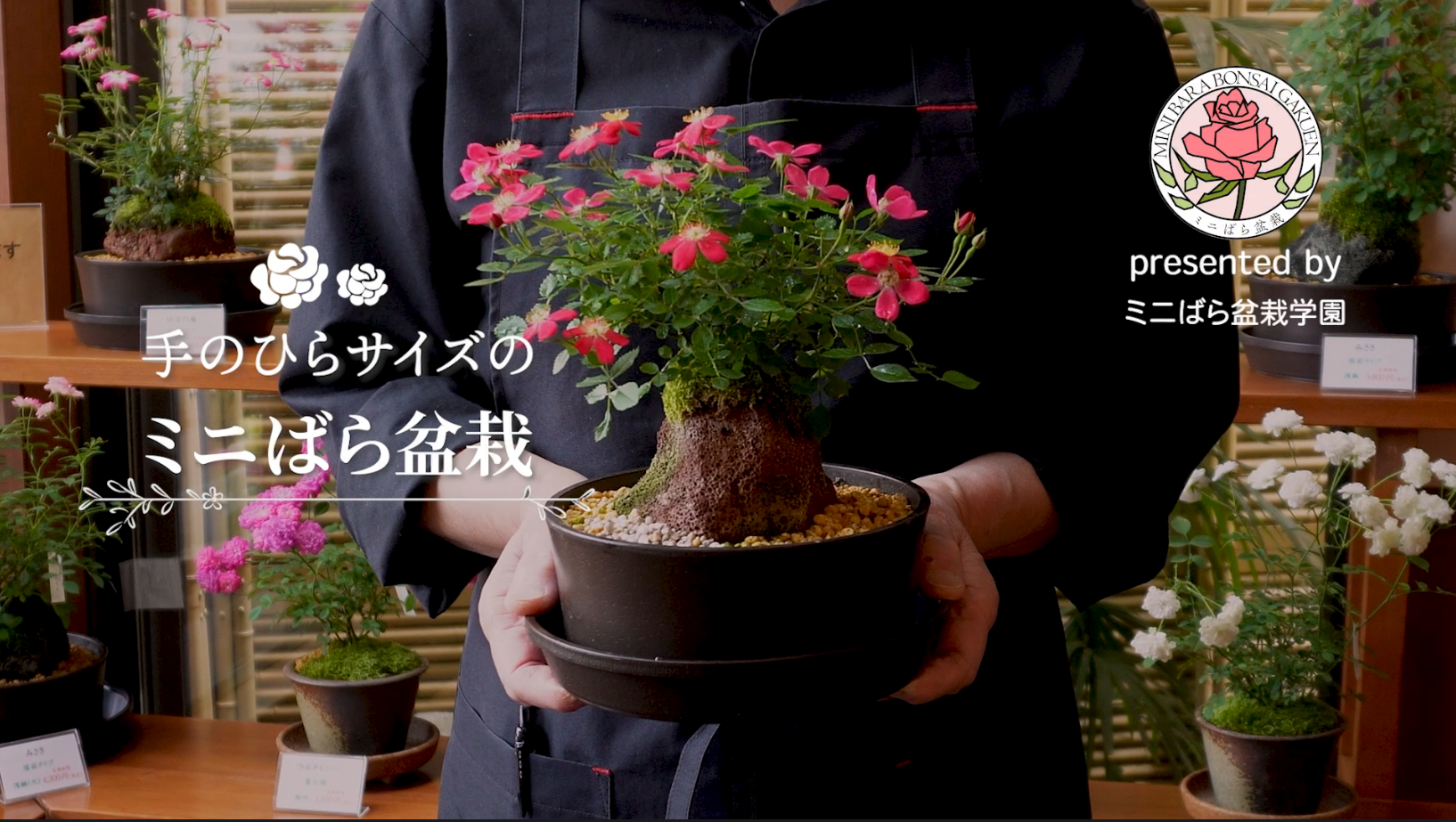 動画を読み込む: ミニばら盆栽がある日常の動画
