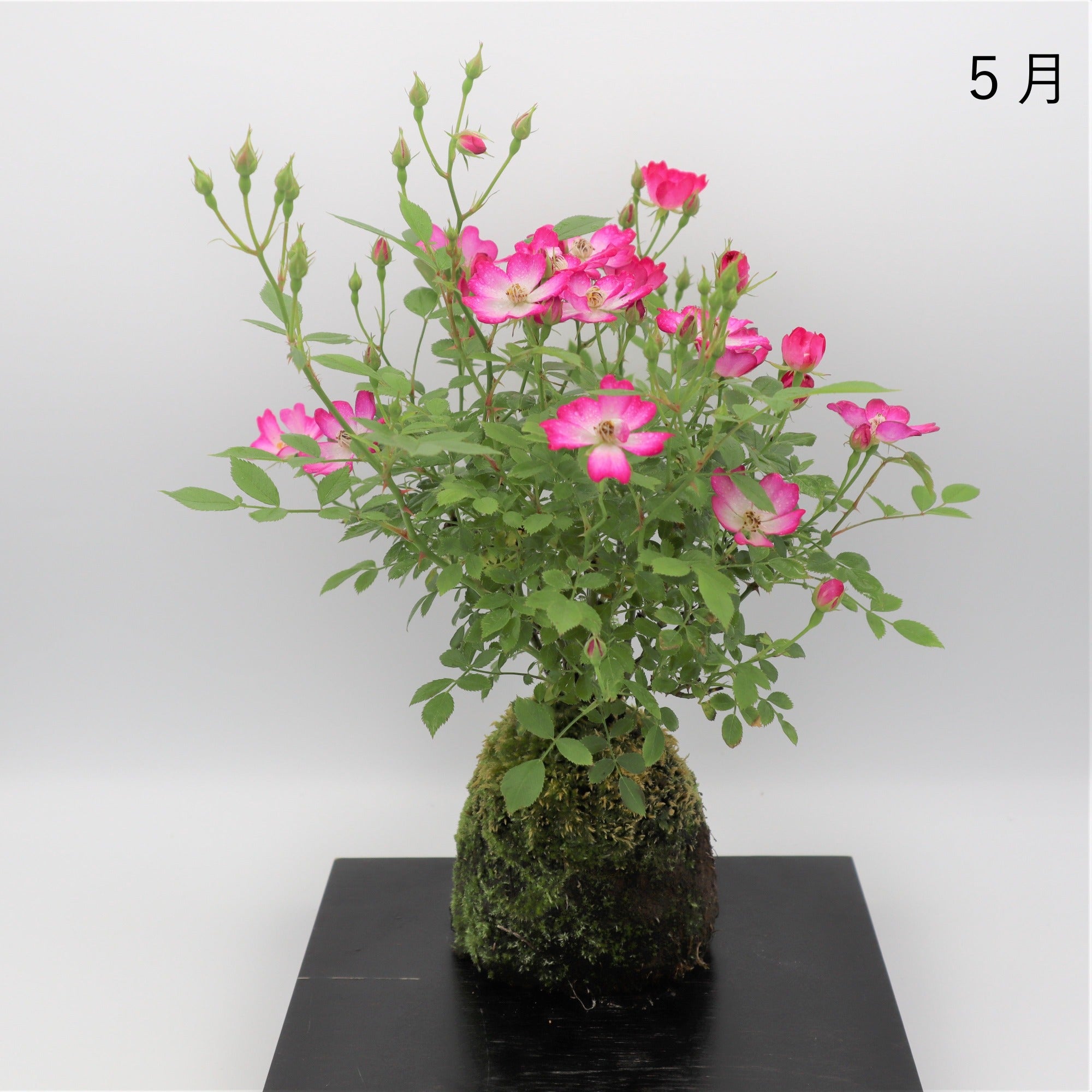 盆栽好紅玉】ミニバラ（姫乙女）樹高13cm/小品盆栽/ミニ盆栽/ミニ薔薇 