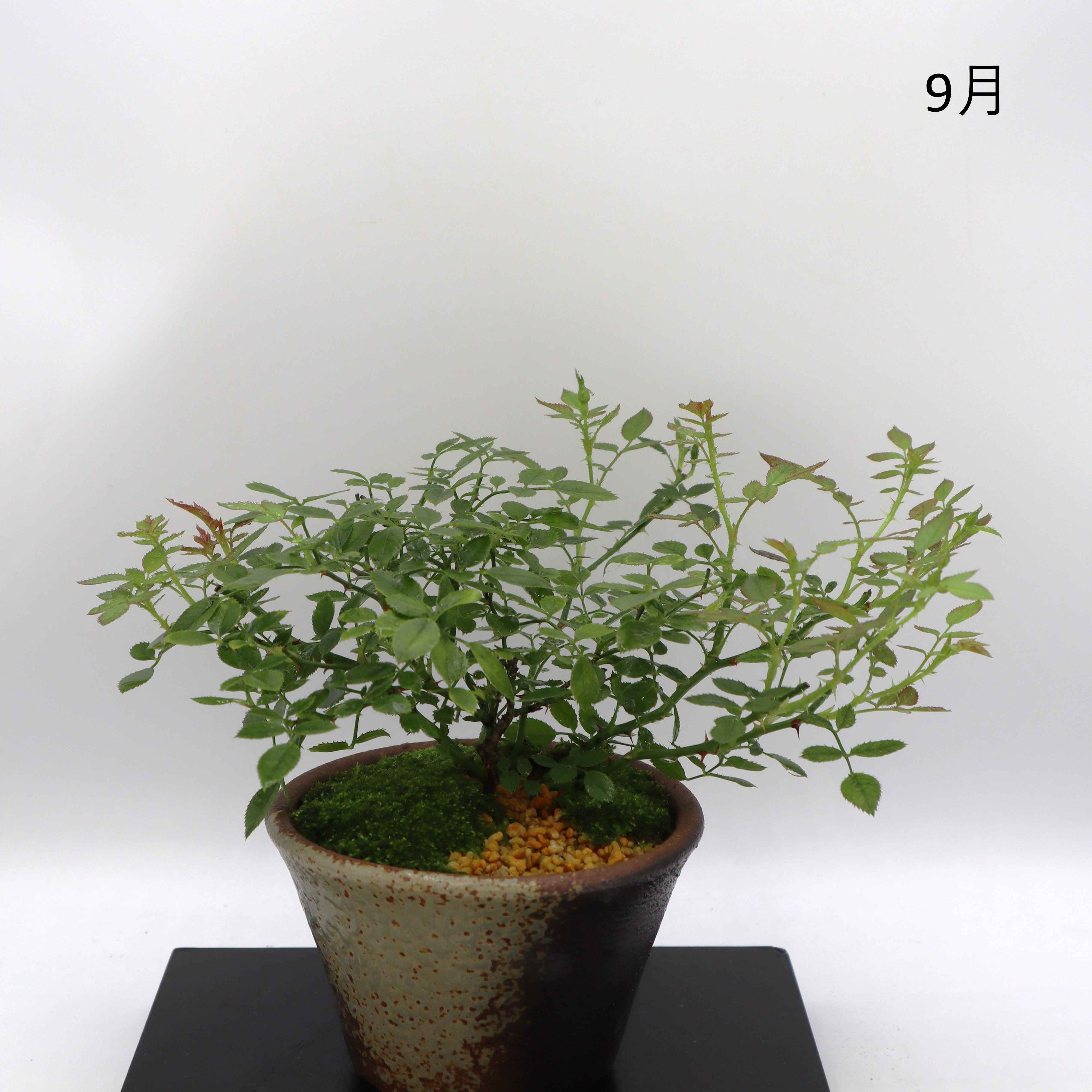 紅一重-萬古焼・釉吹 – ミニばら盆栽学園