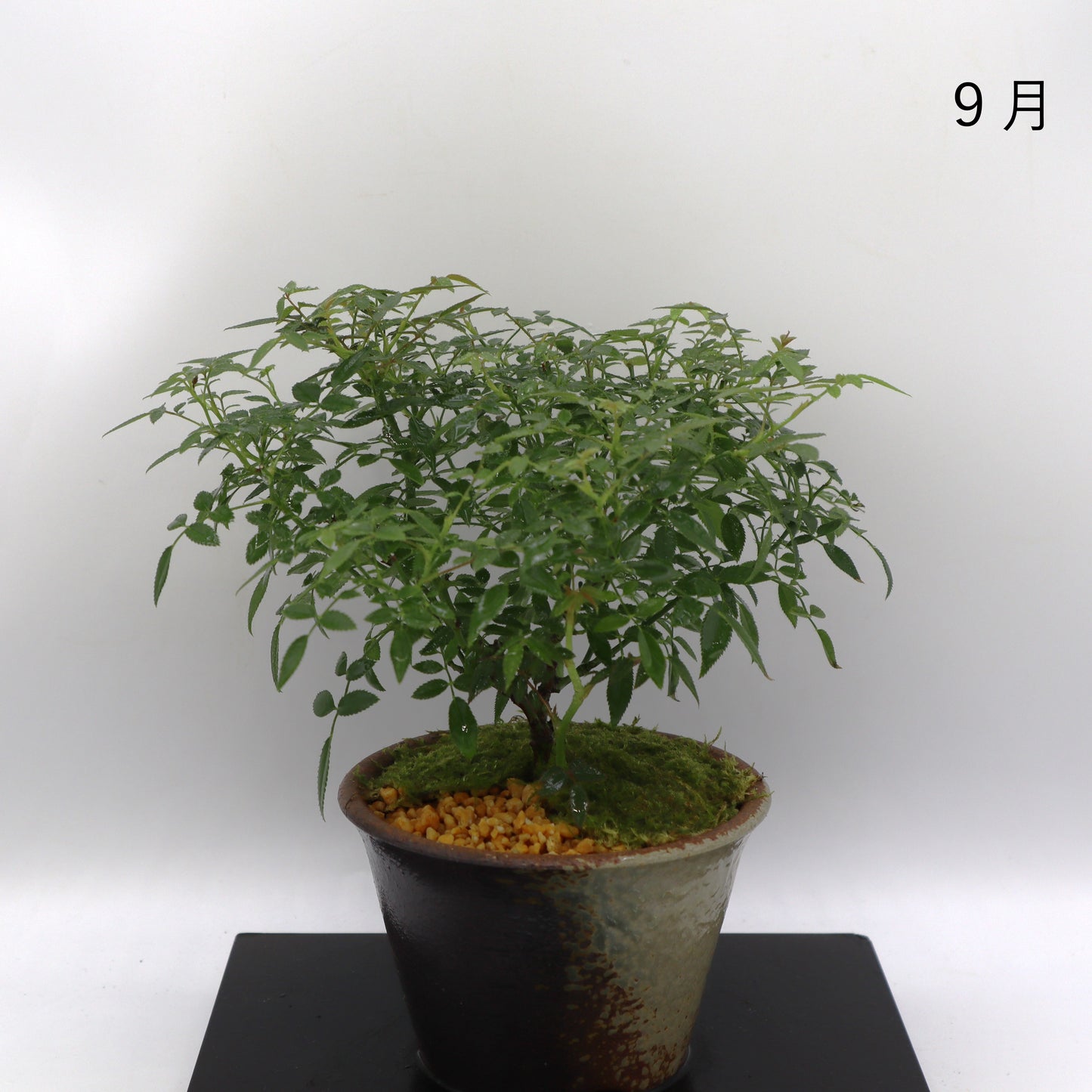 シンデレラ-萬古焼・釉吹