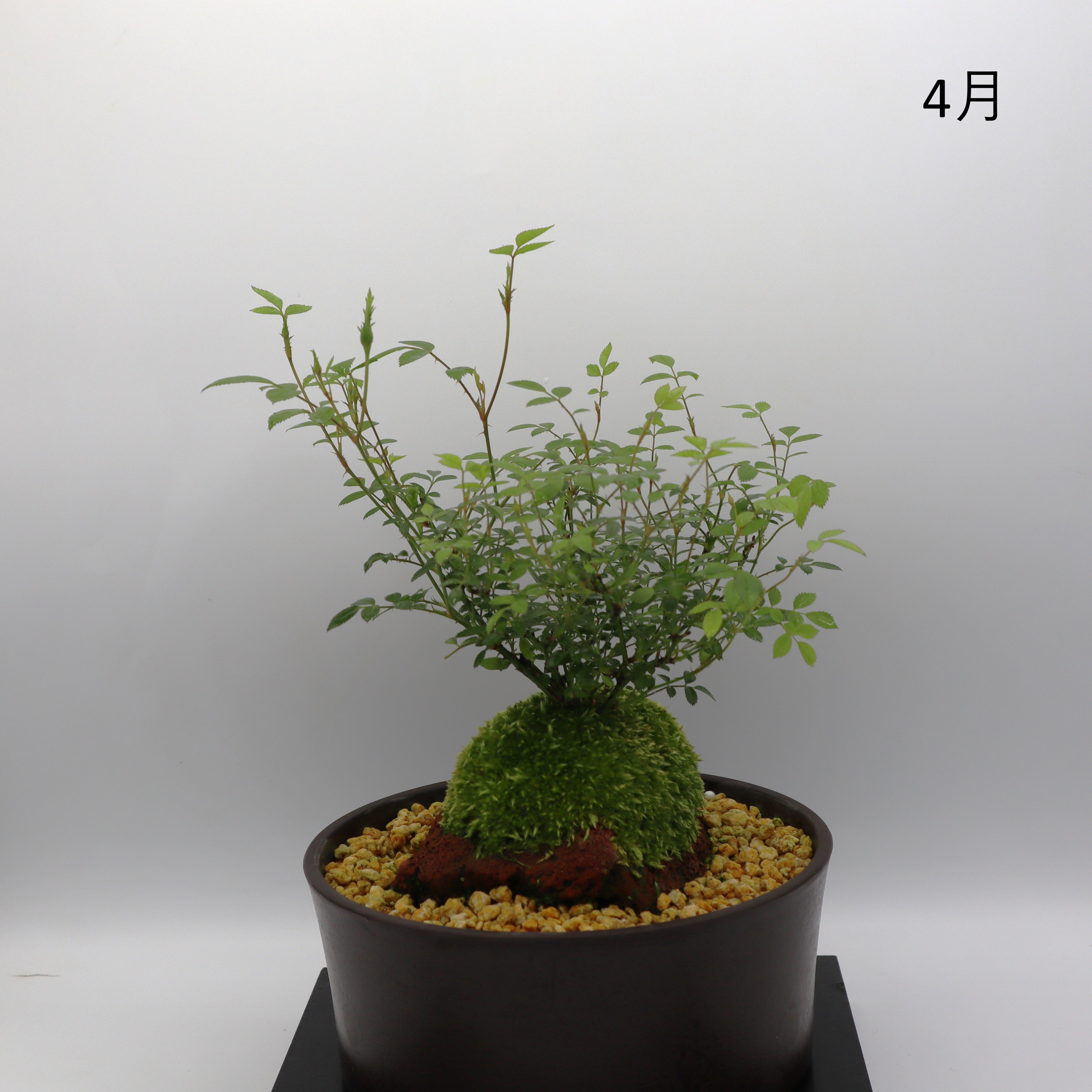 姫乙女-浅鉢・溶岩(黒) – ミニばら盆栽学園