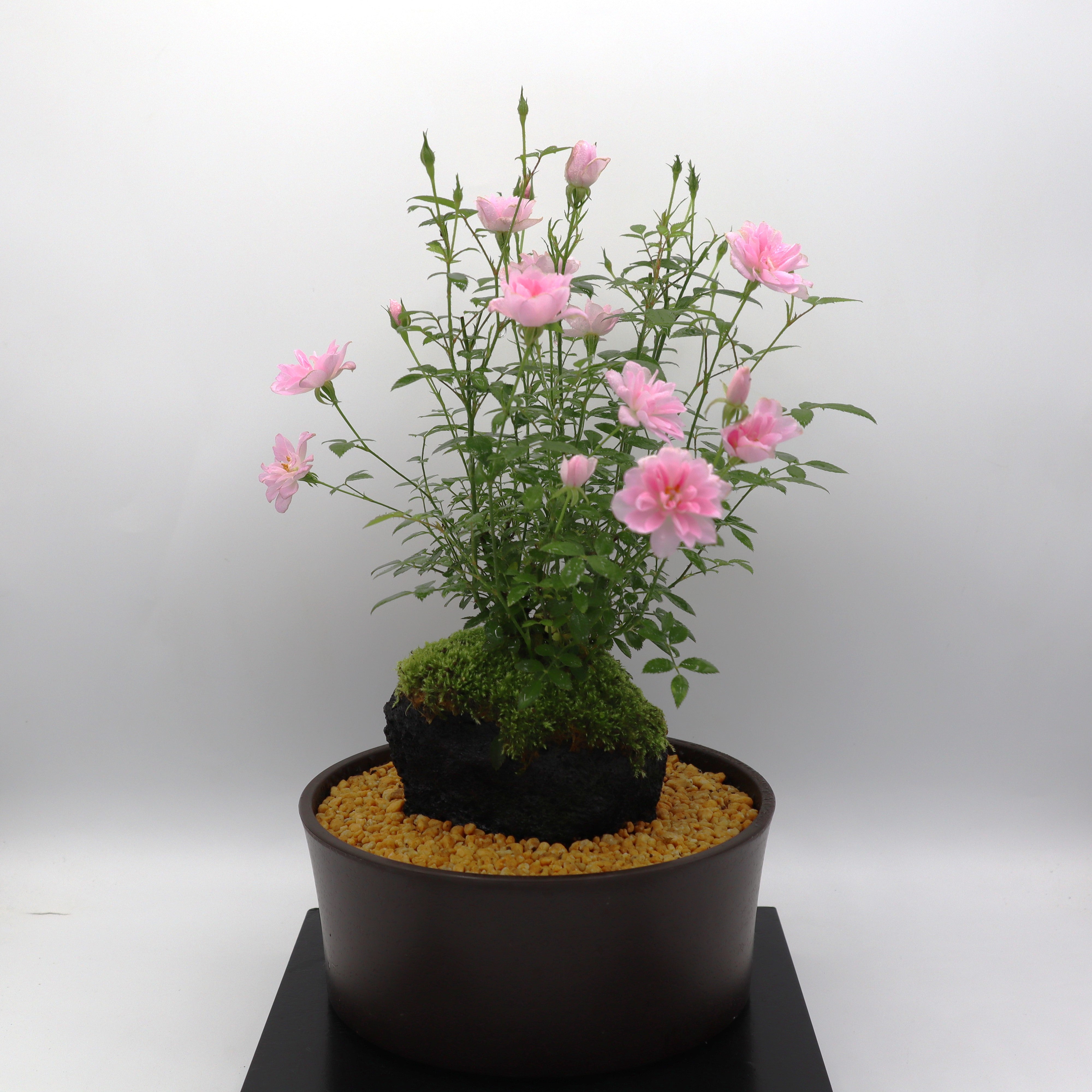 火鉢 特大サイズ‼ 菊や小鳥の蒔絵で時代感漂う桐火鉢 DC7598 – 古福庵