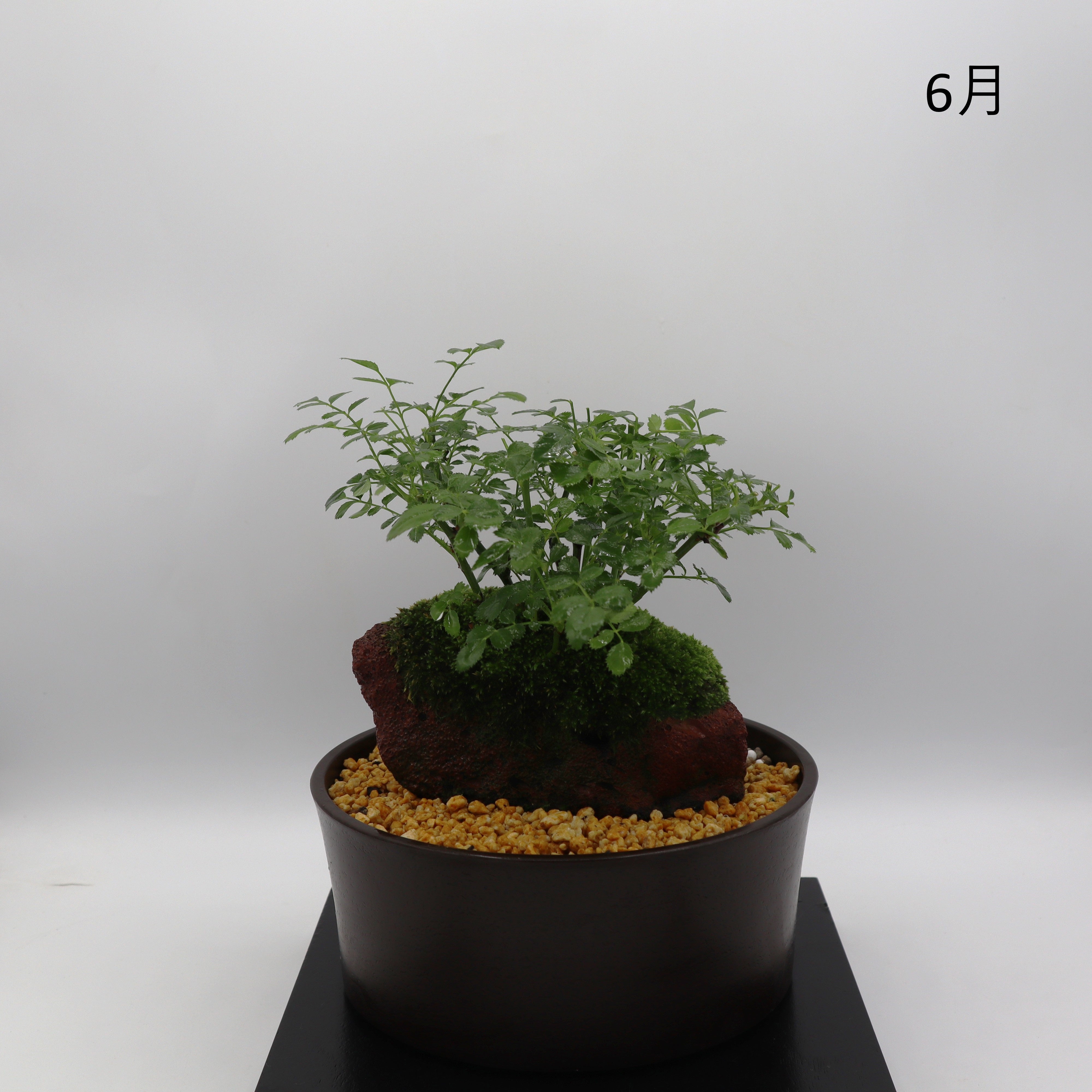 みさき-浅鉢・溶岩(赤) – ミニばら盆栽学園