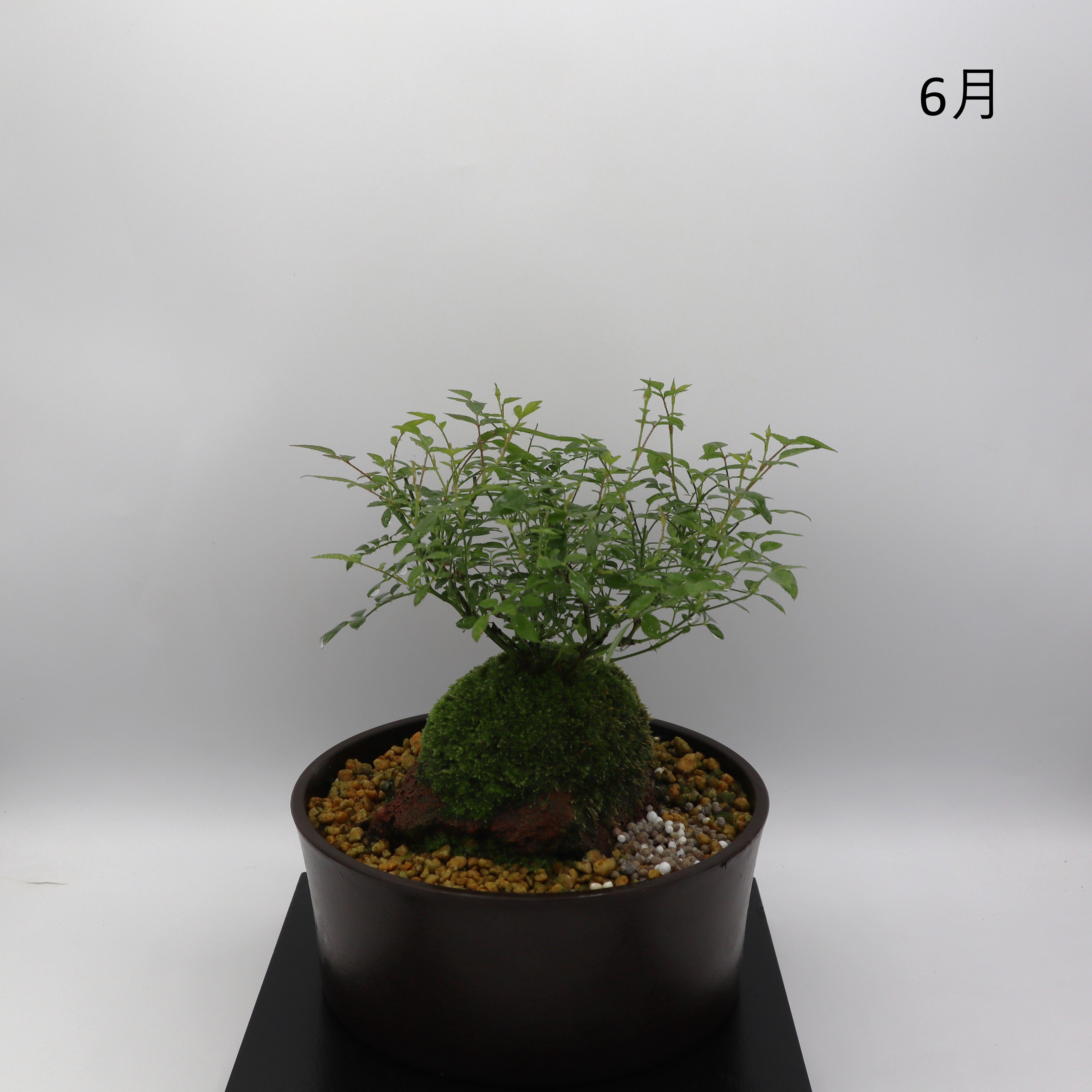 姫乙女-浅鉢・溶岩(黒) – ミニばら盆栽学園