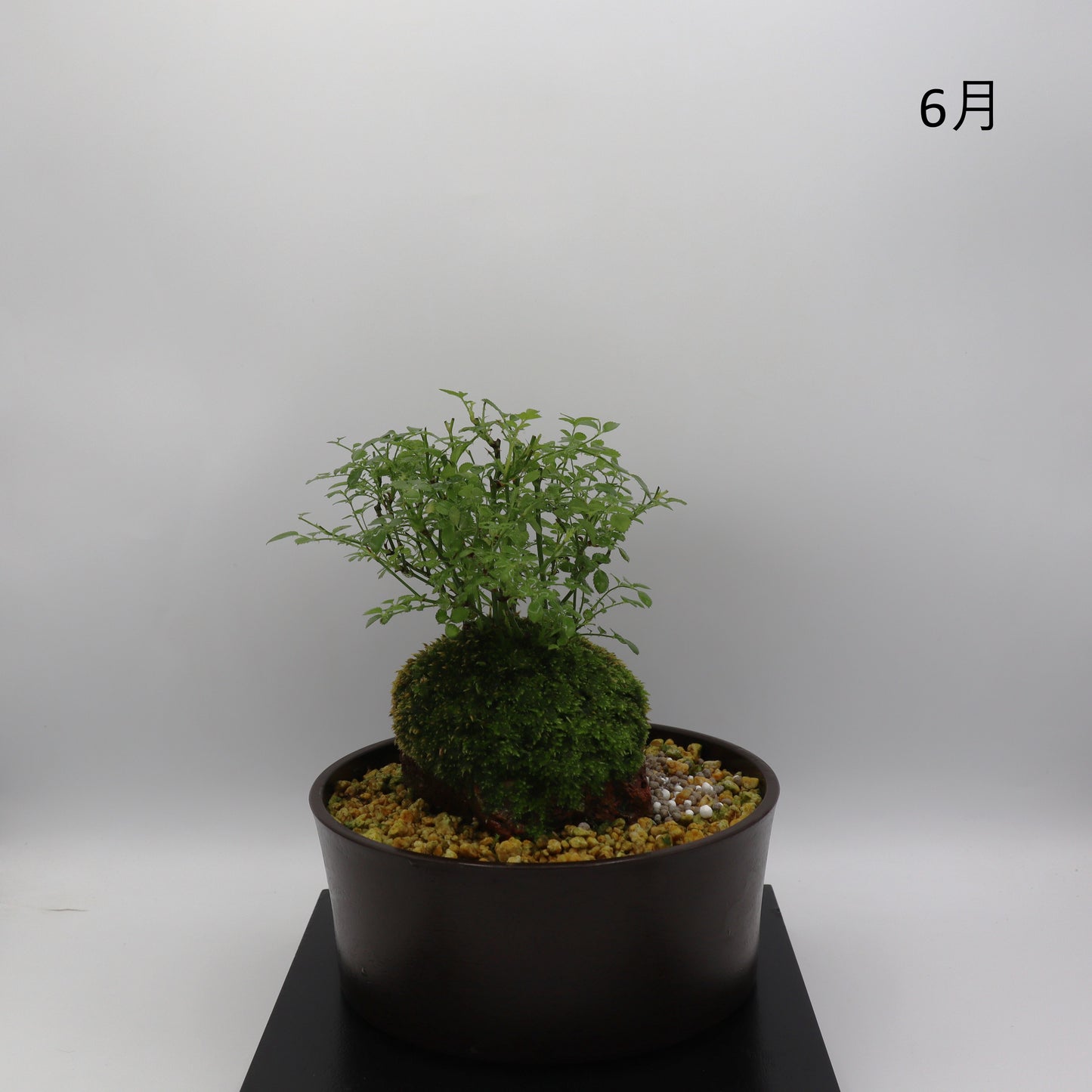 雪姫-浅鉢・溶岩(赤)