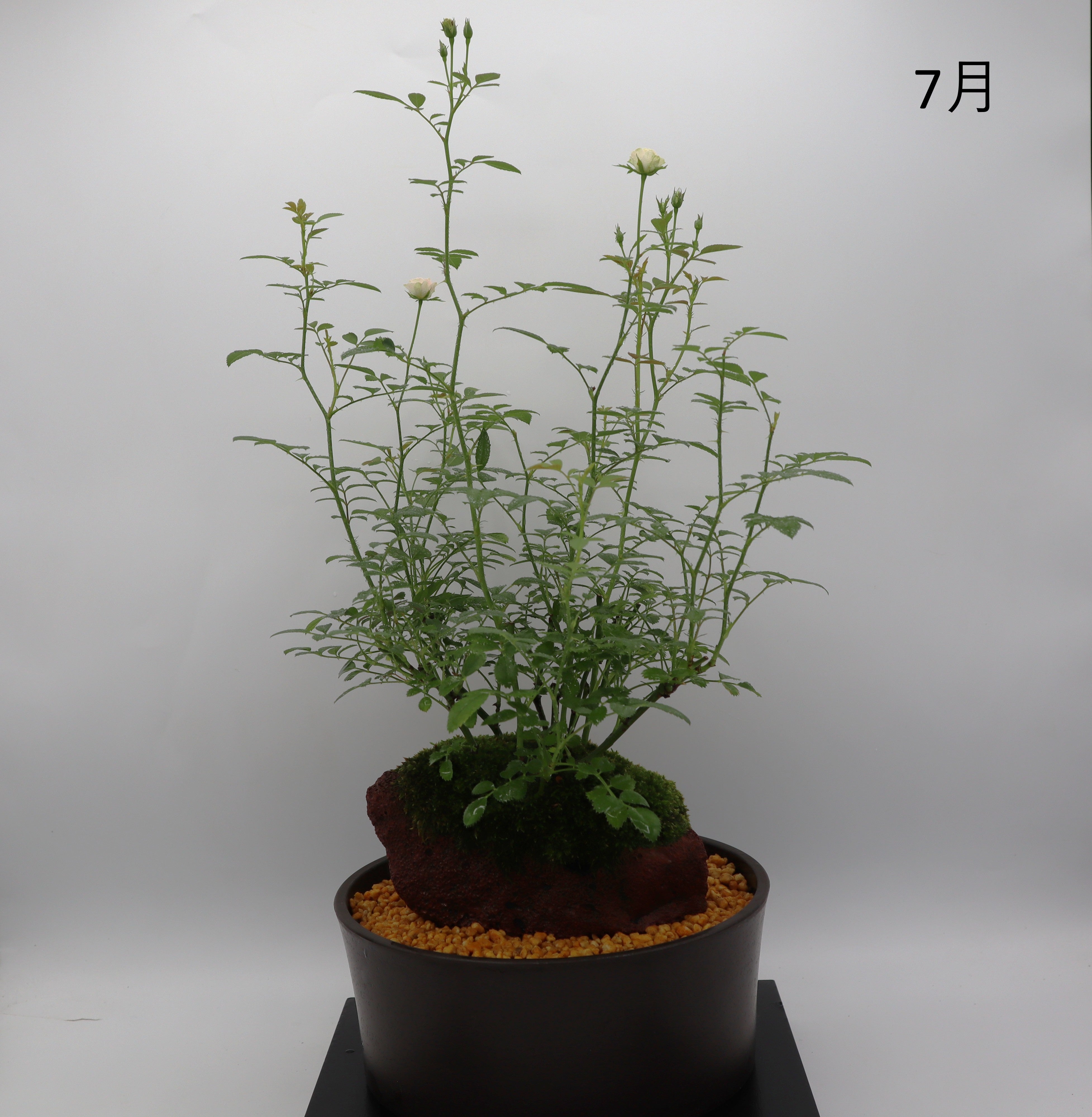 380.林盆華 赤鉄釉撫角長方 11.3*9.2*6cm 盆栽鉢 植木鉢 Amazon.co.jp: Leaf88 植木鉢 3号 直径10x高さ7cm 3号 グレー