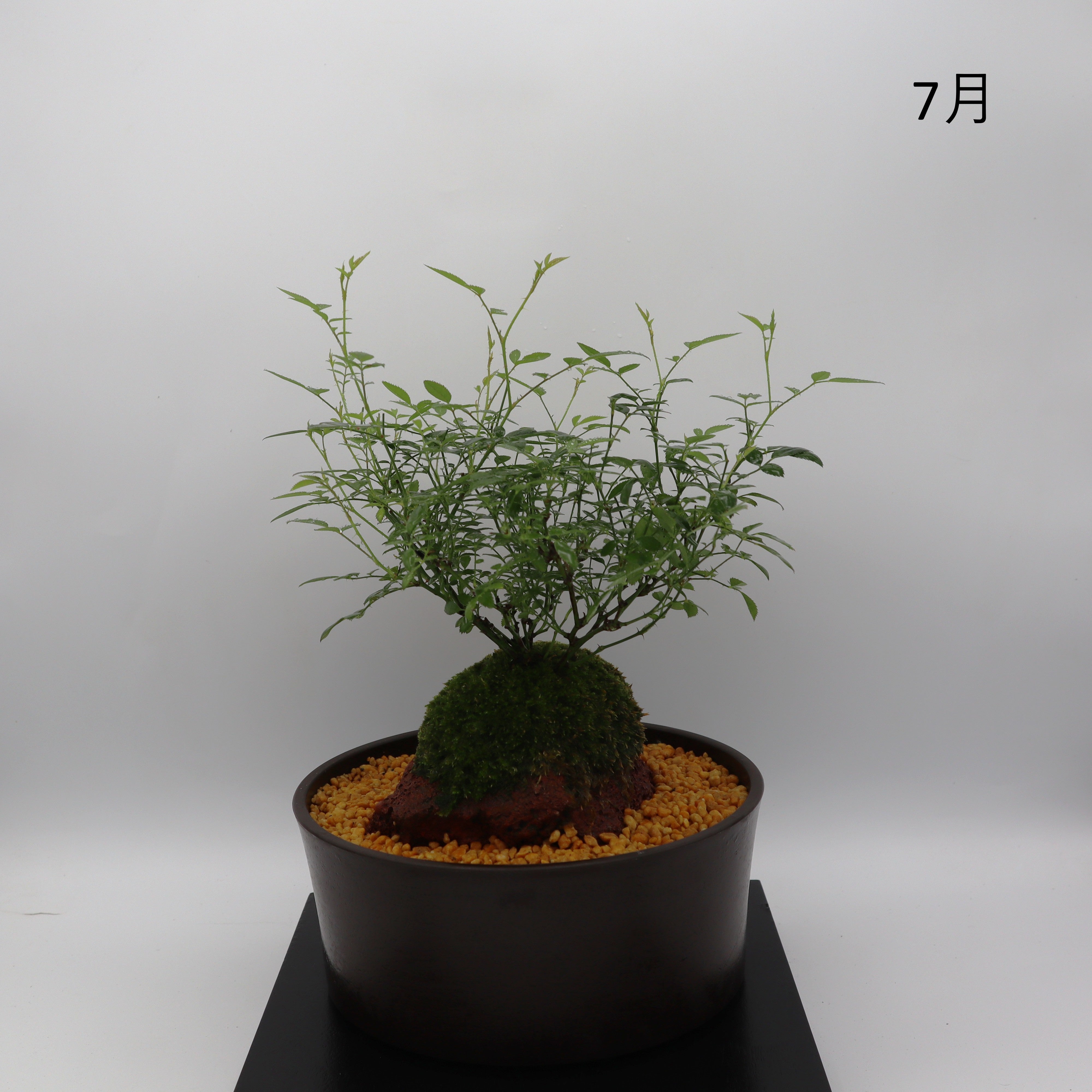 姫乙女-浅鉢・溶岩(黒) – ミニばら盆栽学園