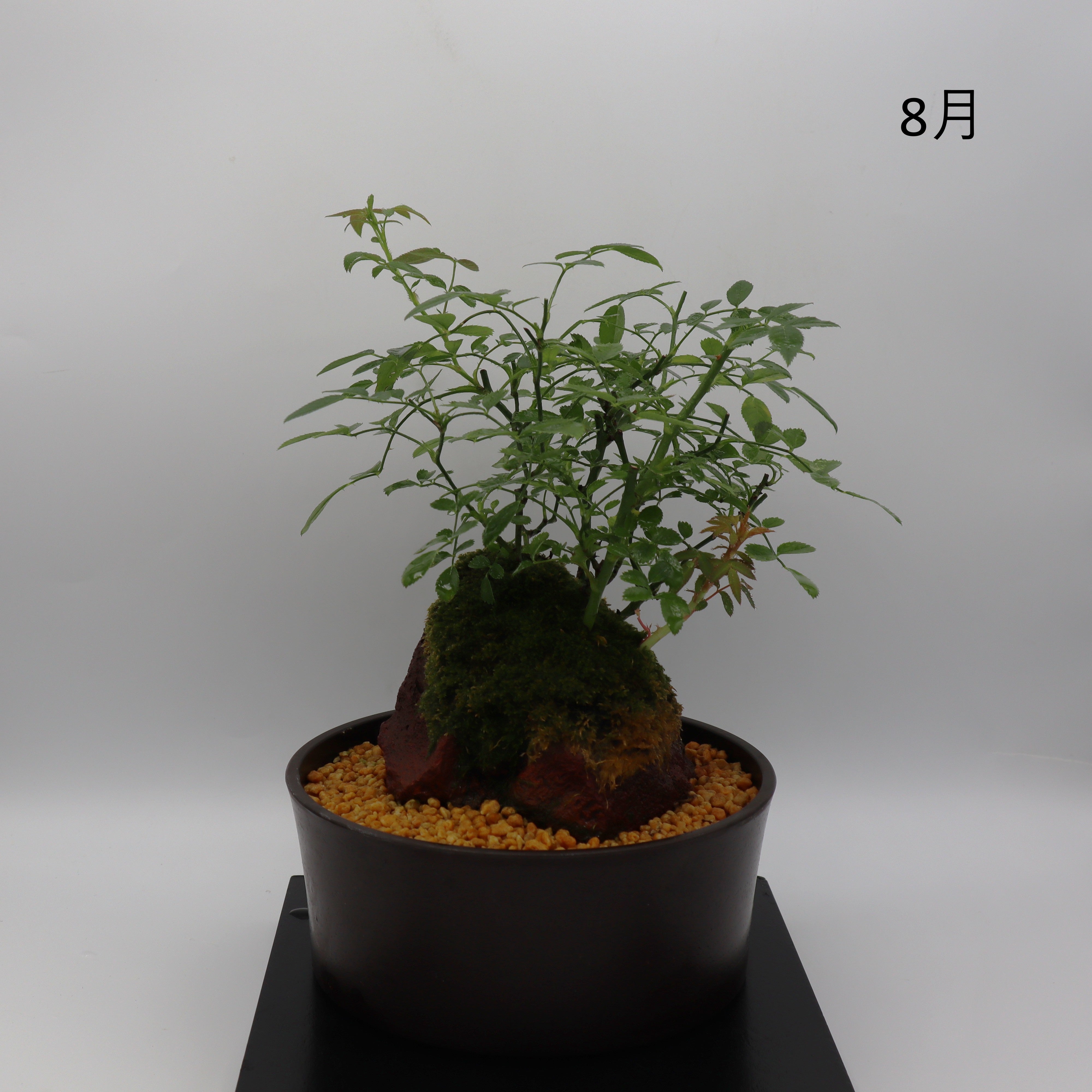 紅雀-浅鉢・溶岩(赤) – ミニばら盆栽学園